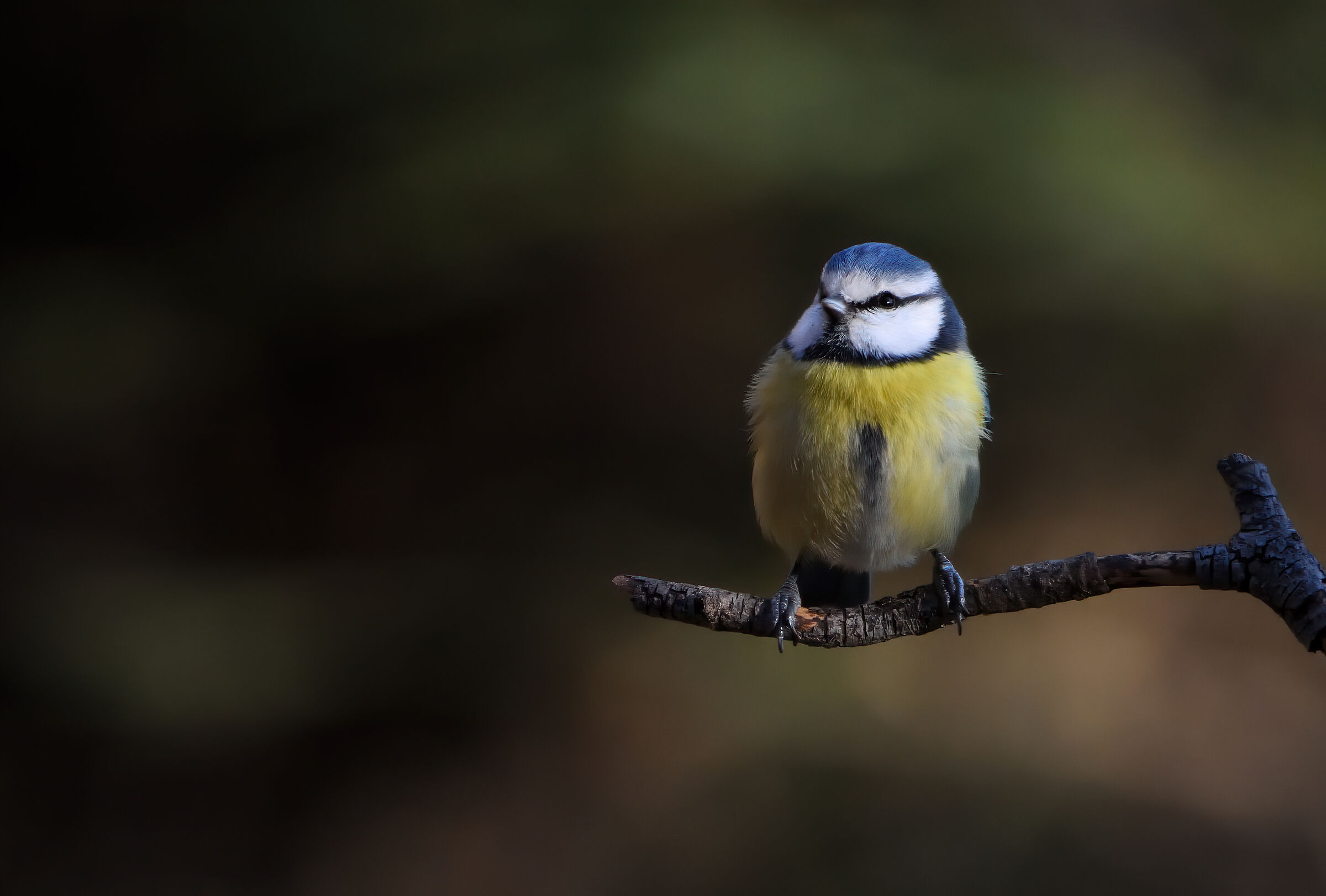 Cinciarella....... la preferita