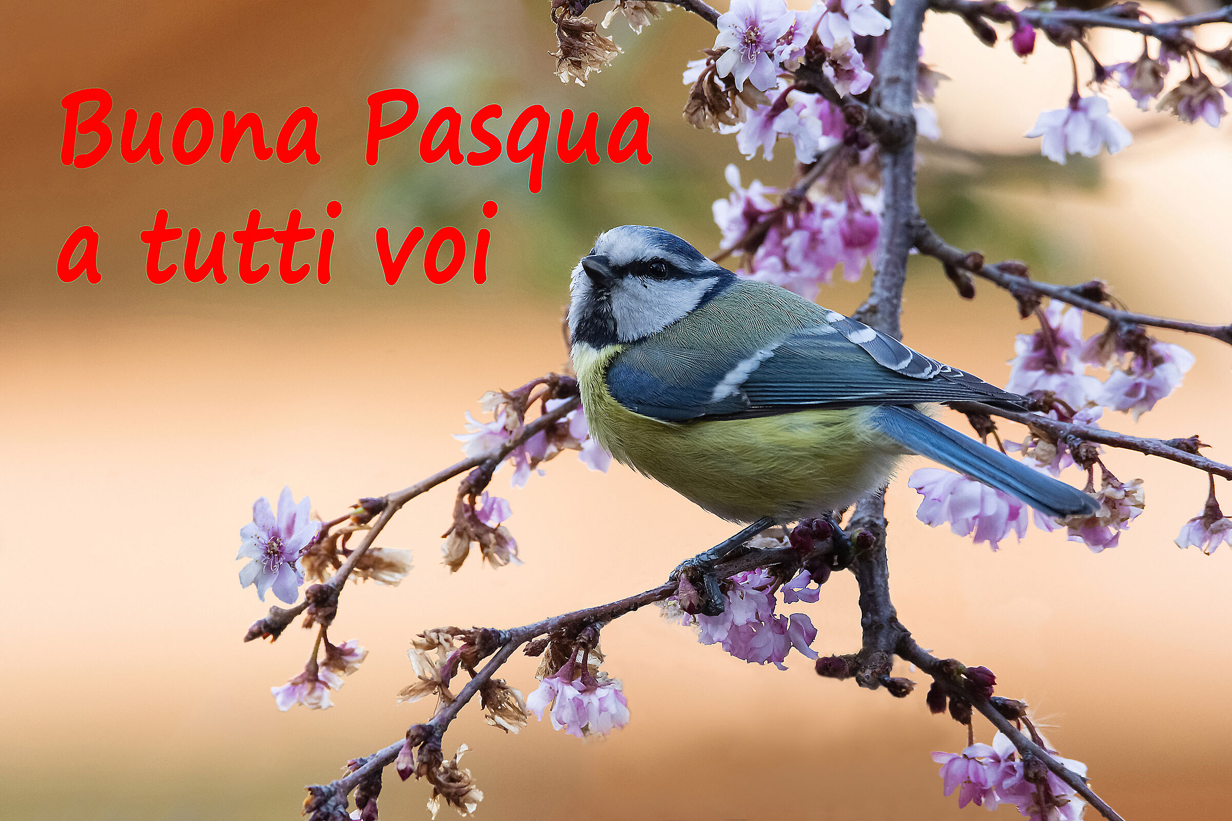 Happy Easter to all of you