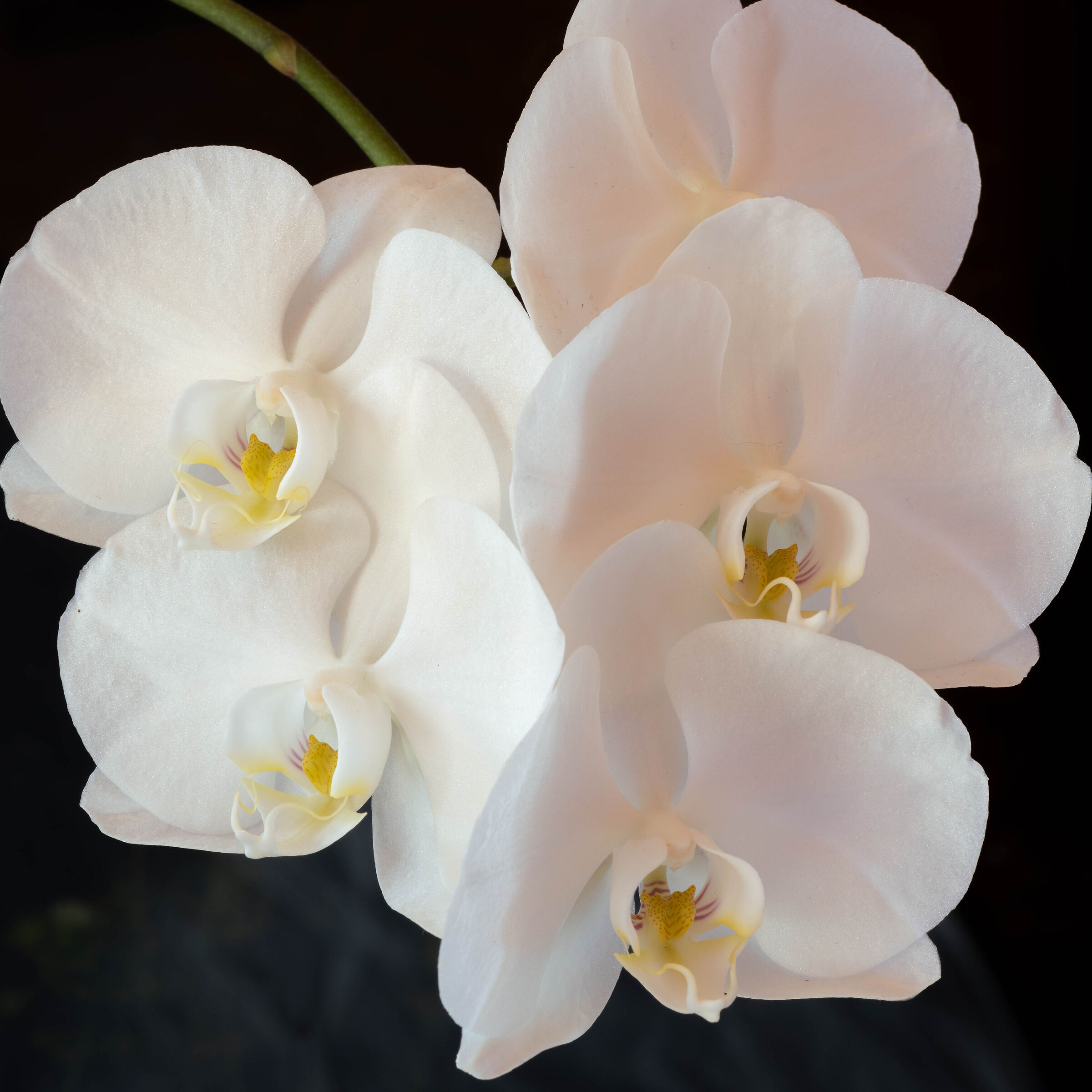 orchid