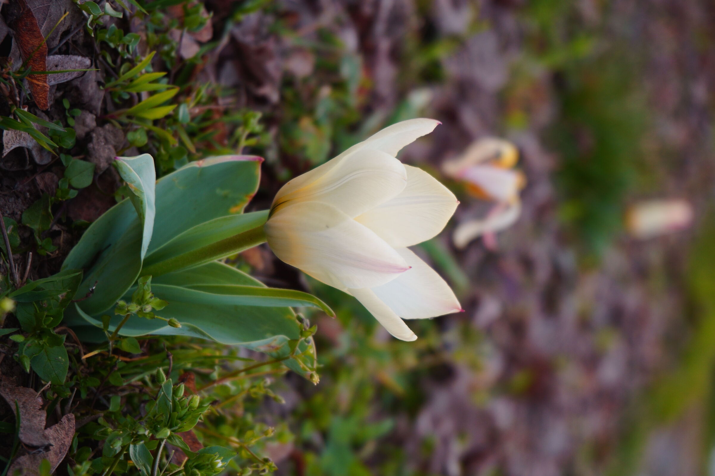 the light of the petals