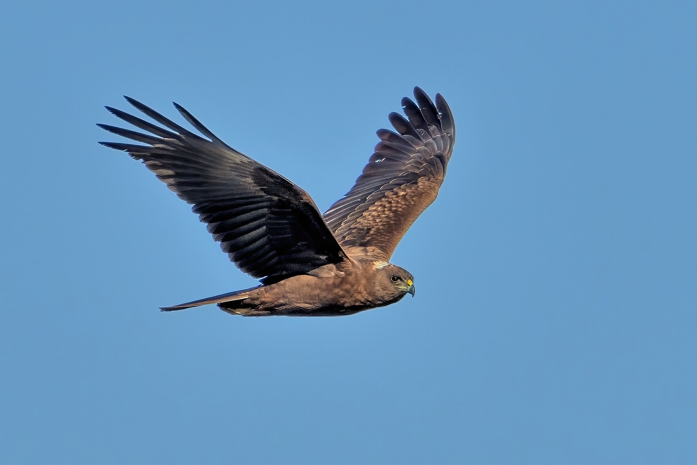 Marsh harrier (Circus aeruginosus)