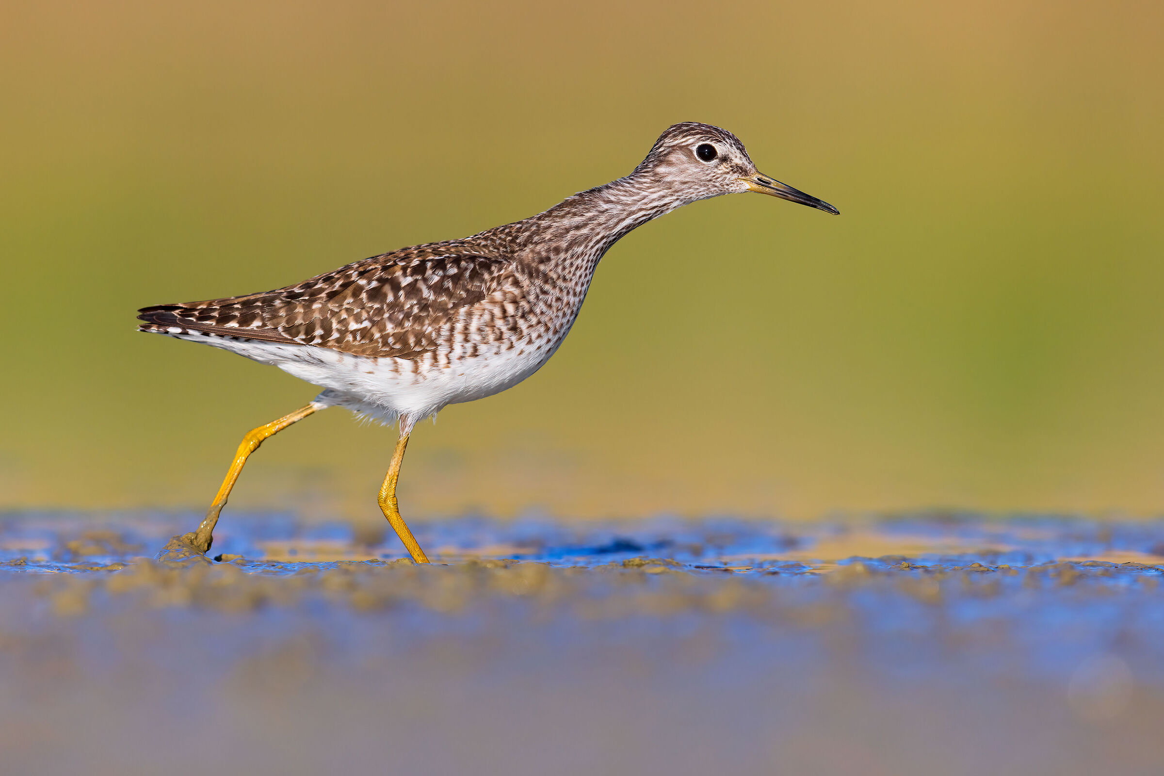 Sandpiper Pyro Boschereccio