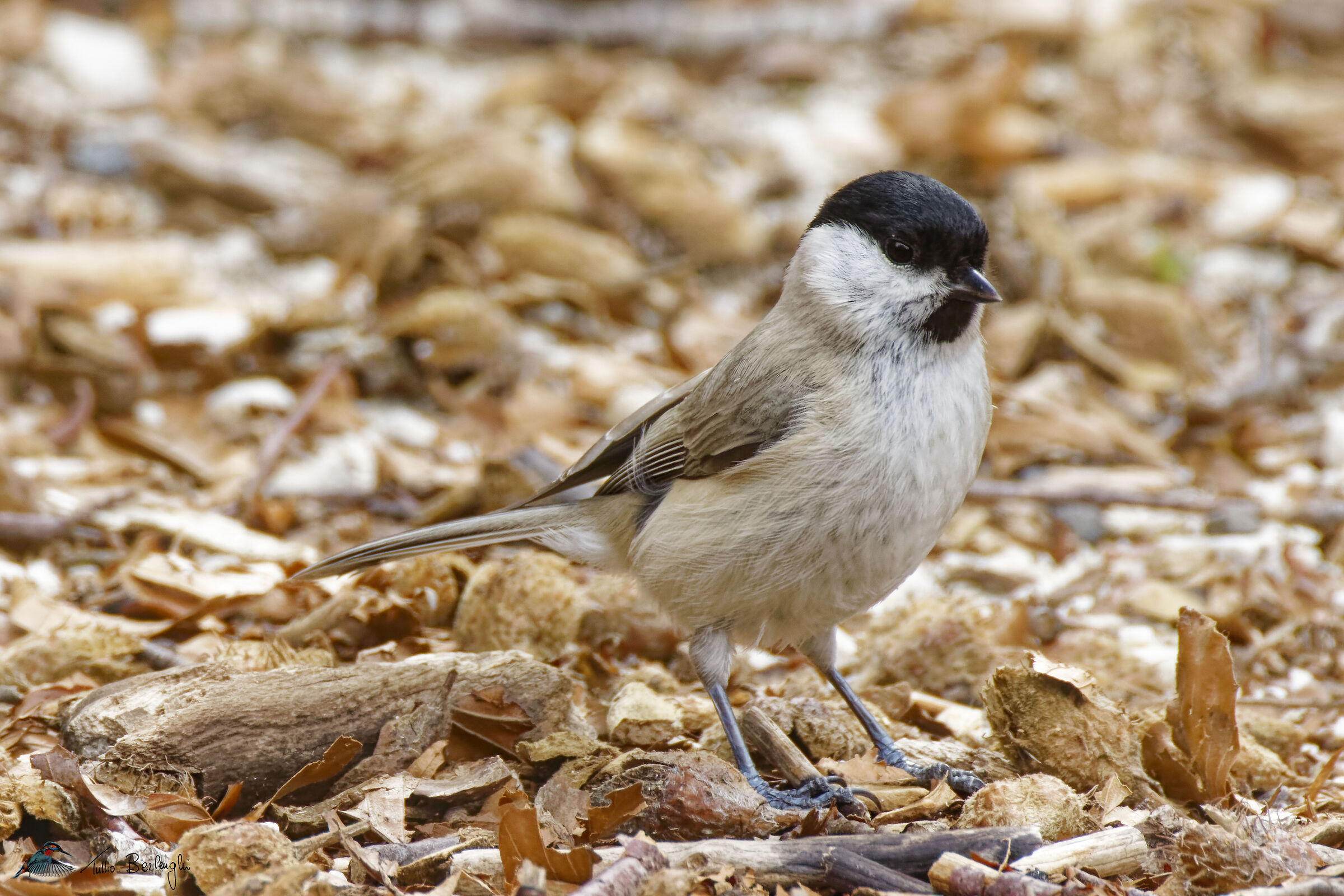 Cingia bigia