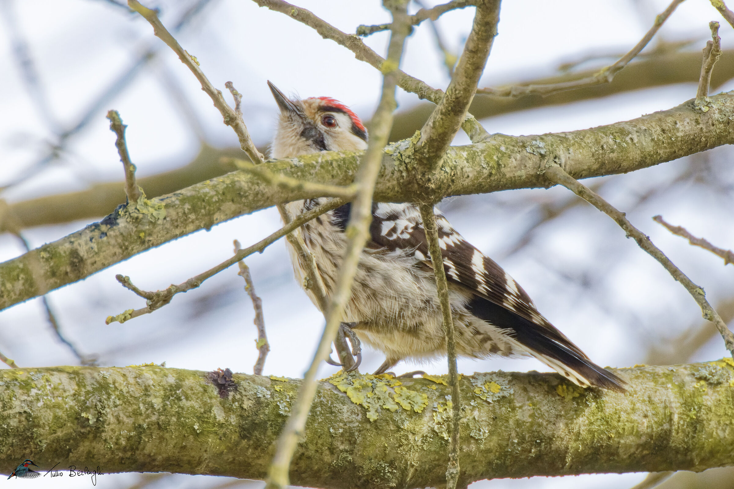 Lesser spotted woodpecker