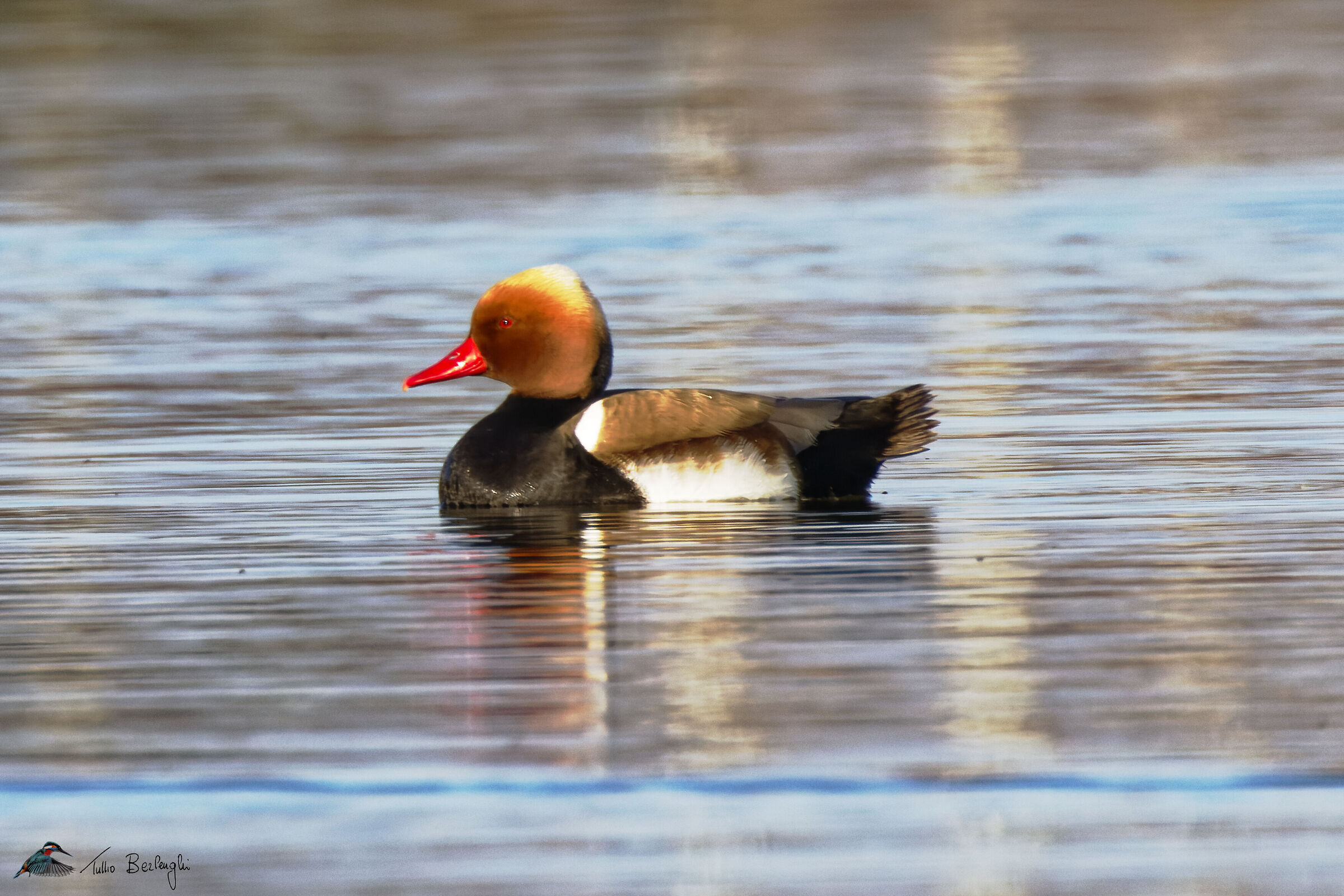 Red-crested pochard