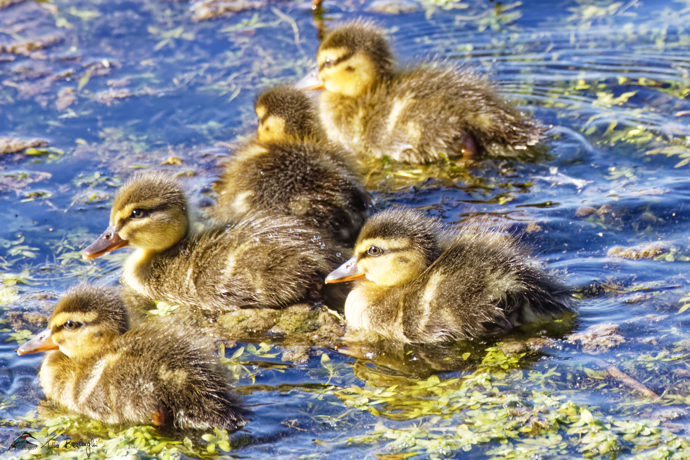 Ducklings