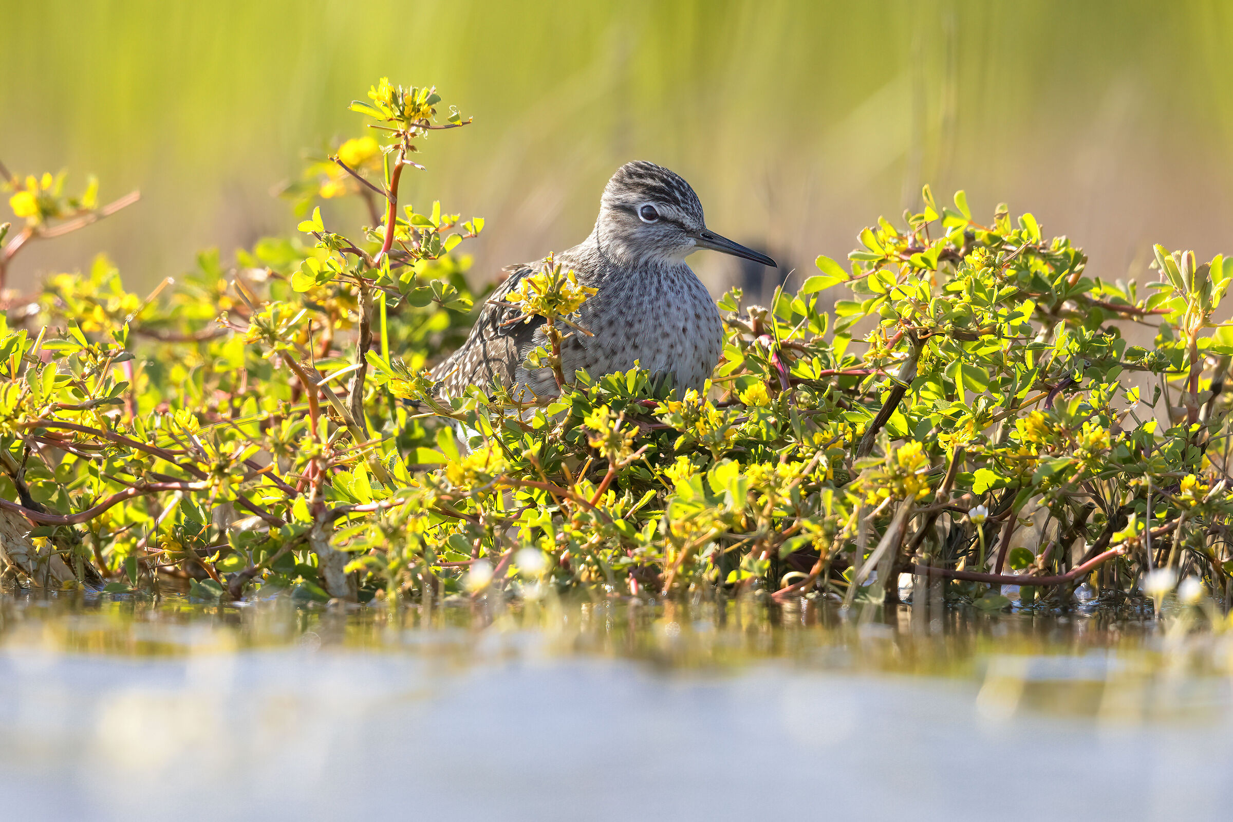 Piro piro boschereccio fra la Portulaca