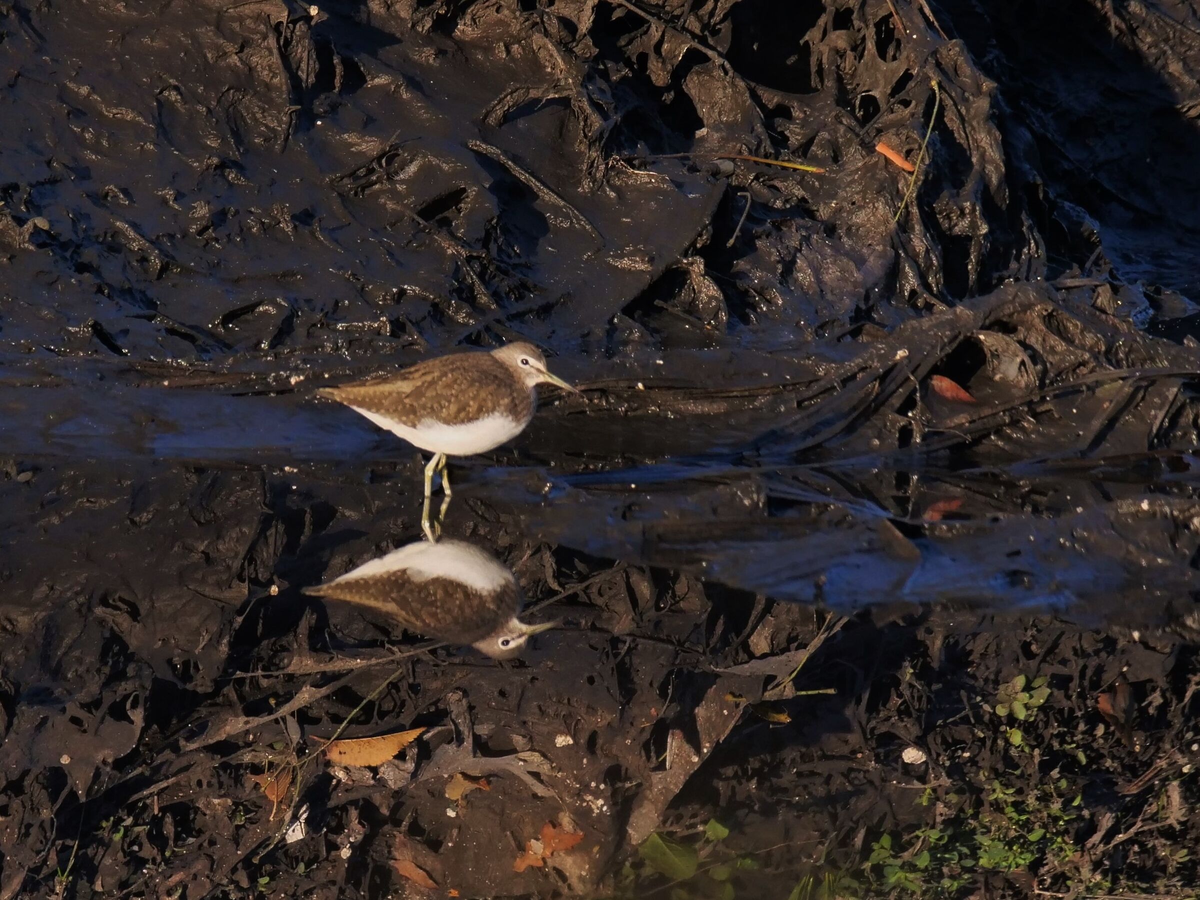 Sandpiper culbianco