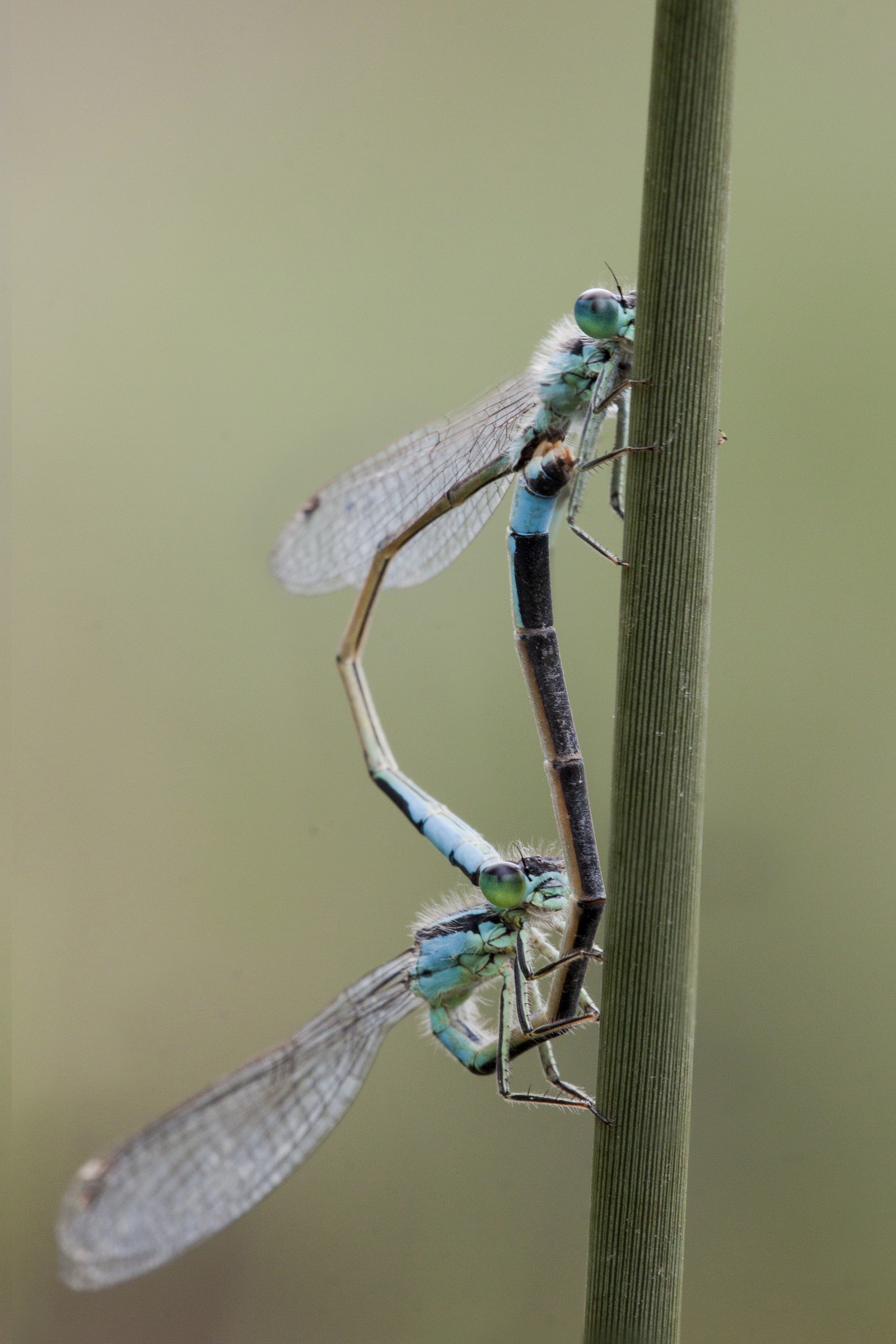 damigelle in accoppiamento