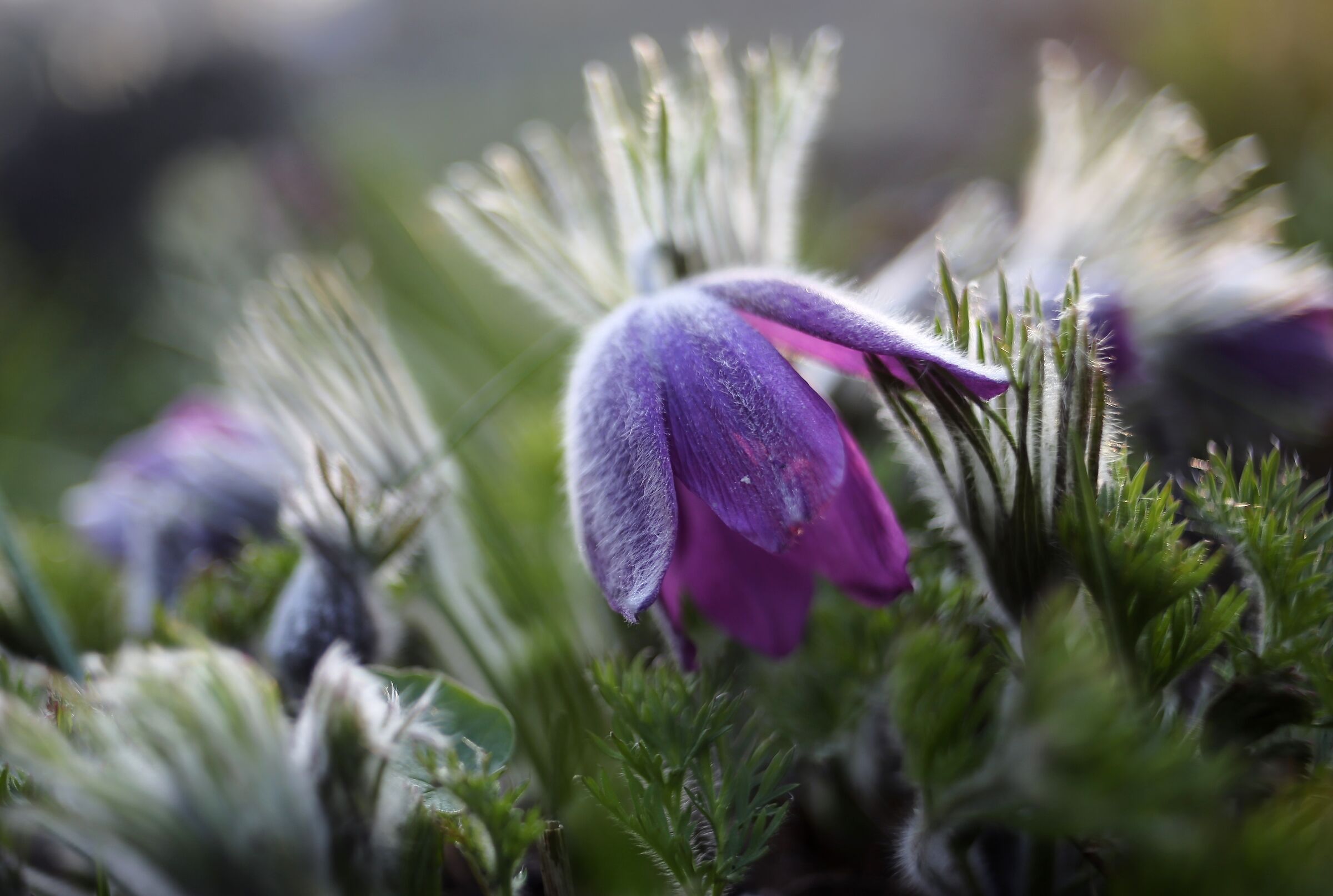 Pulsatia vulgaris e bokeh vintage