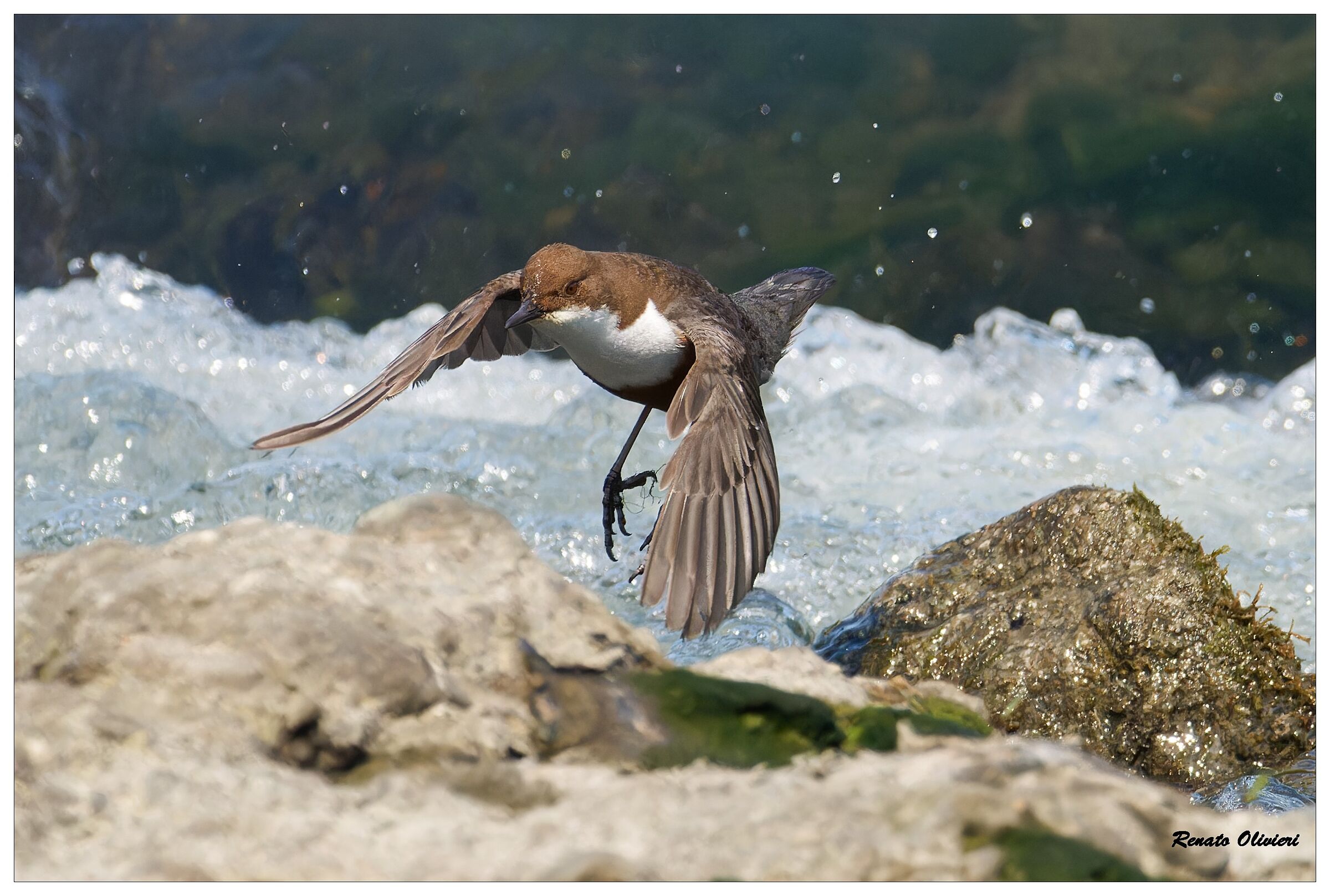 Merlo acquaiolo in volo