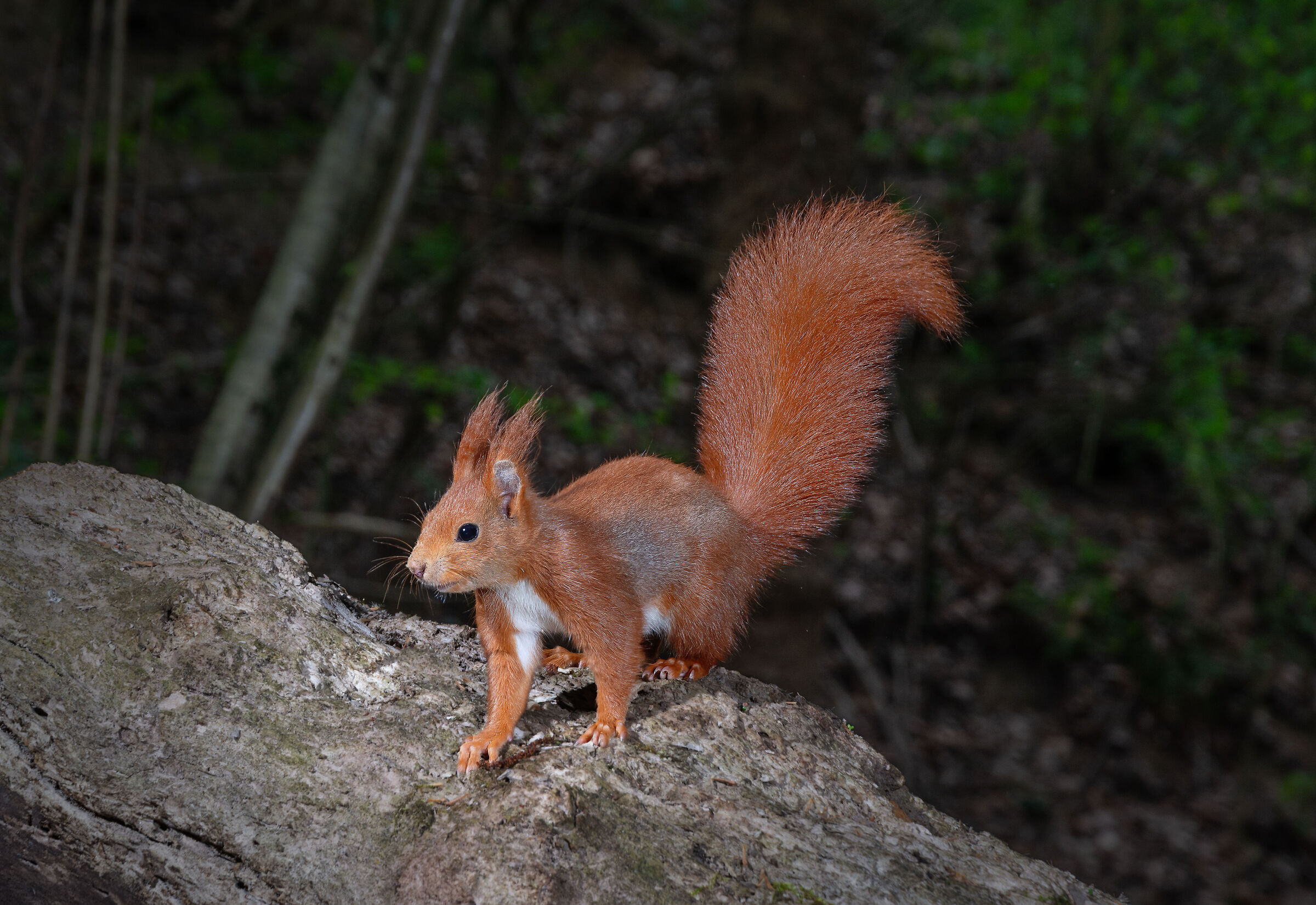 Red squirrel