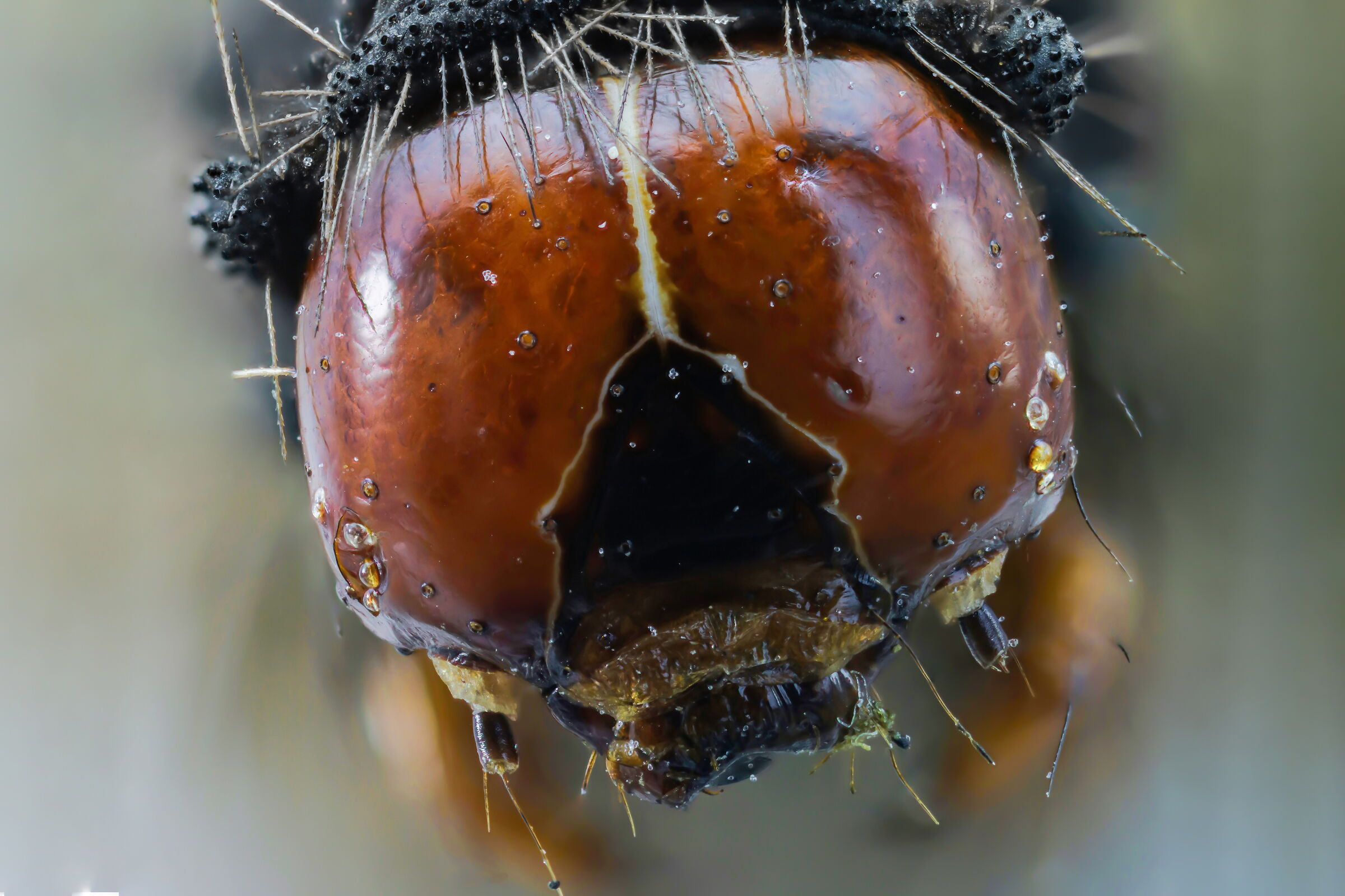 Arctia villica caterpillar: front at 5x