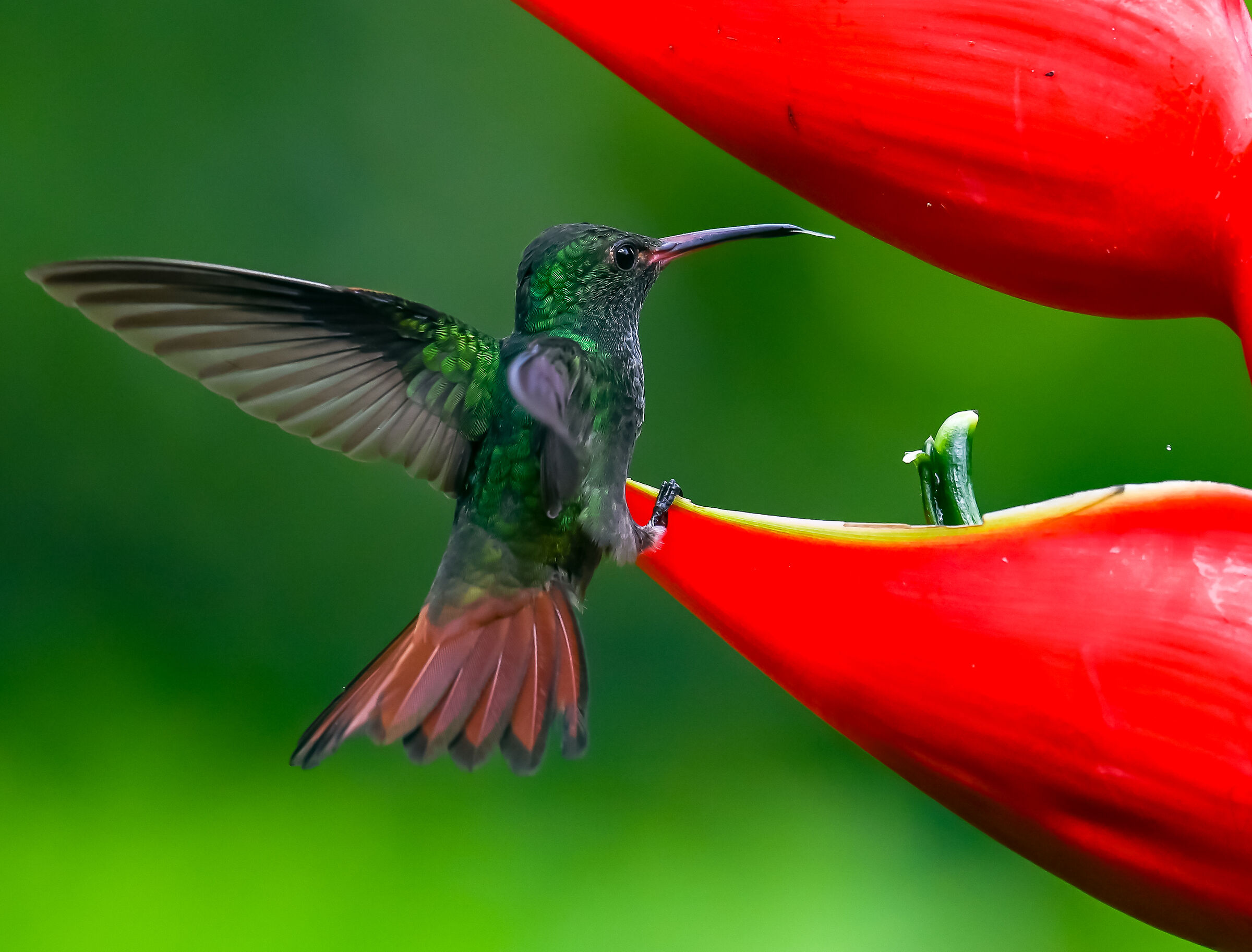 Il colibrì dalla coda rossiccia