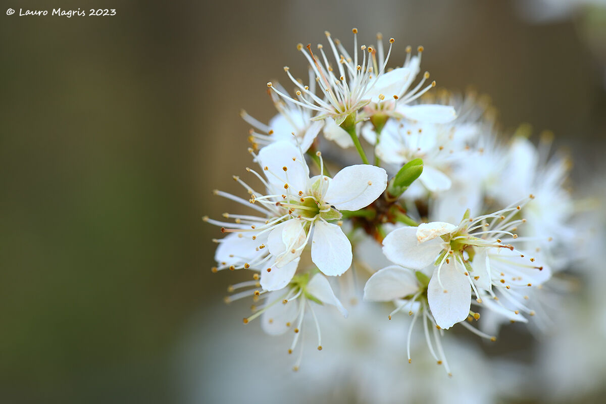 Plum tree