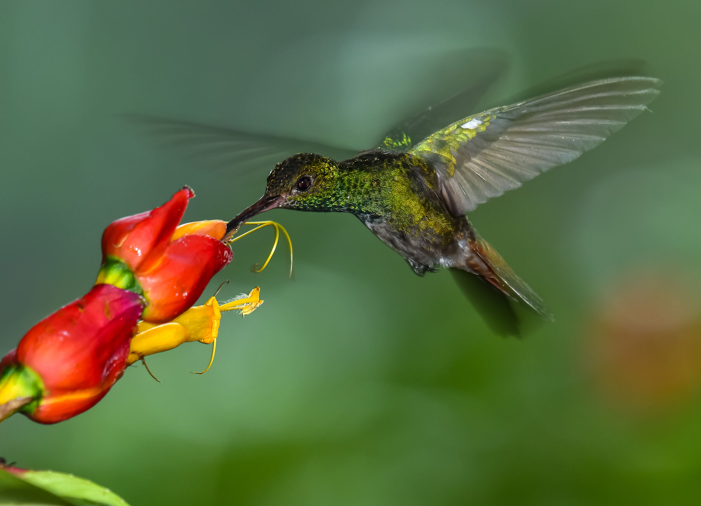 Il volo del colibrì