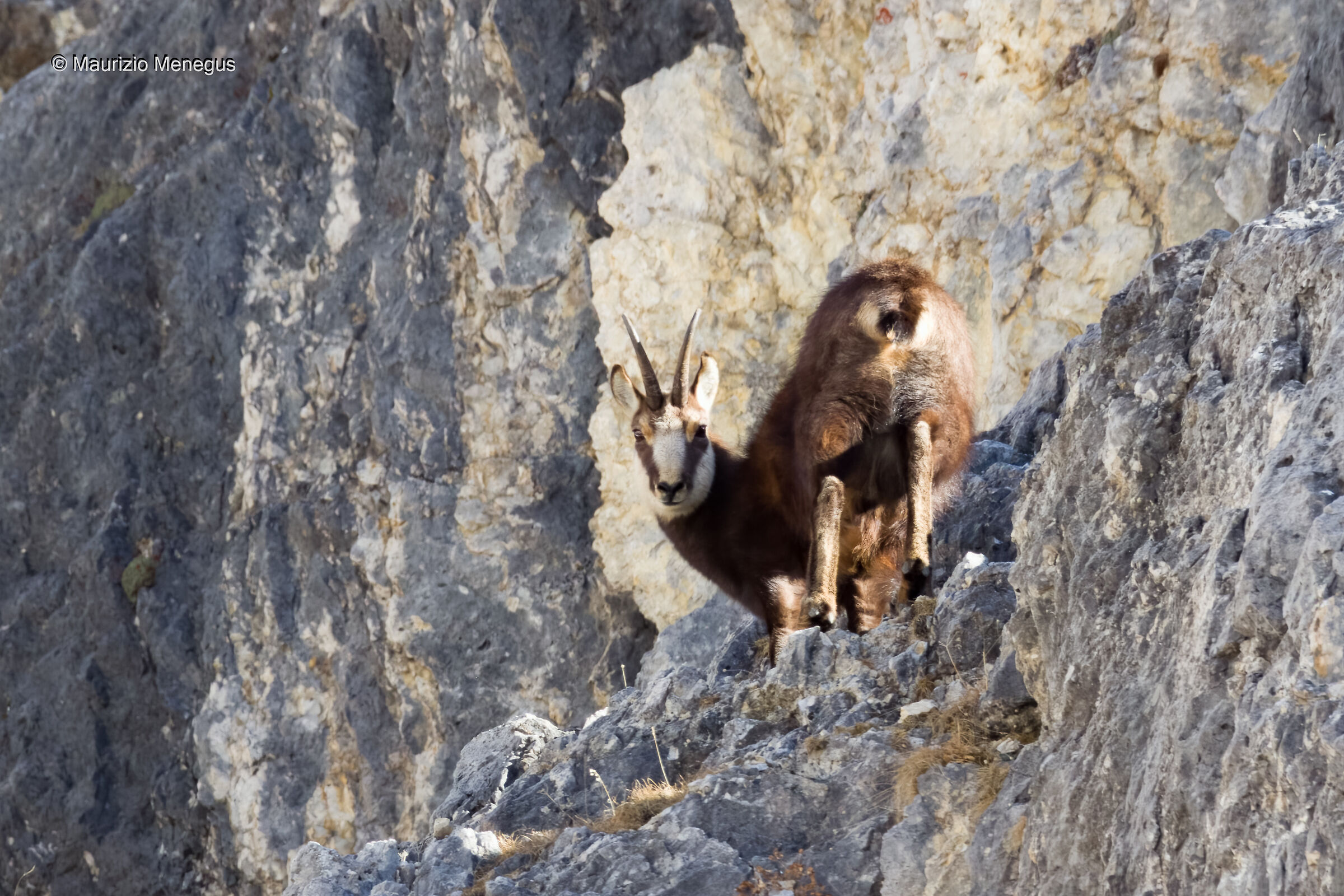 Camoscio maschio  Dolomiti