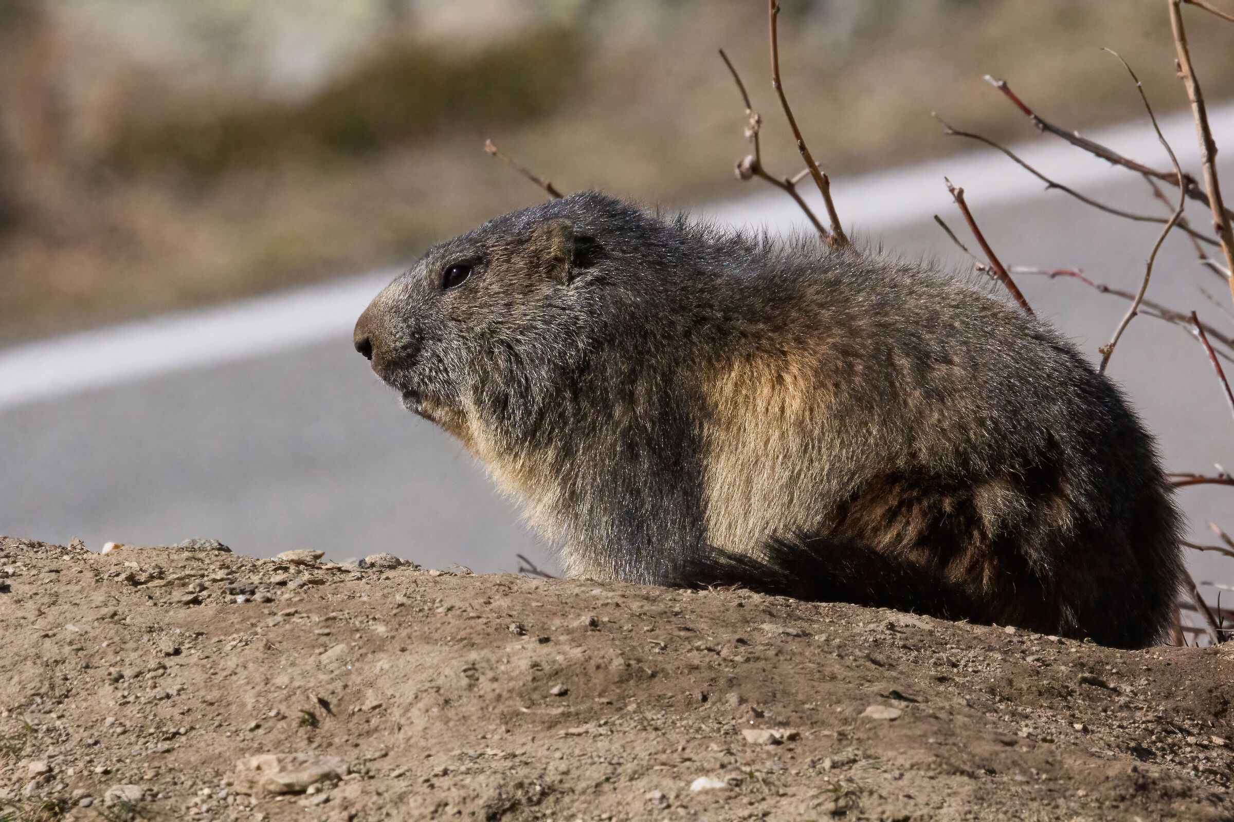 marmotta