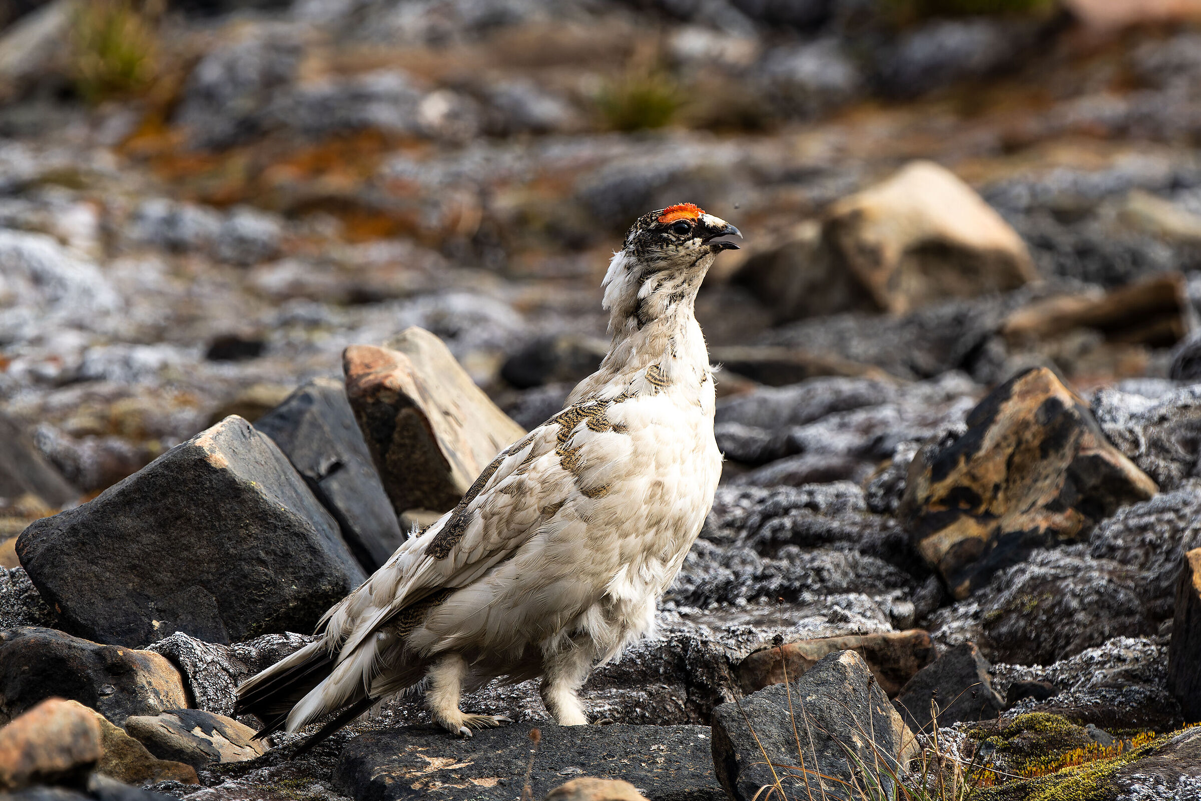 Lagopus muta , pernice artica