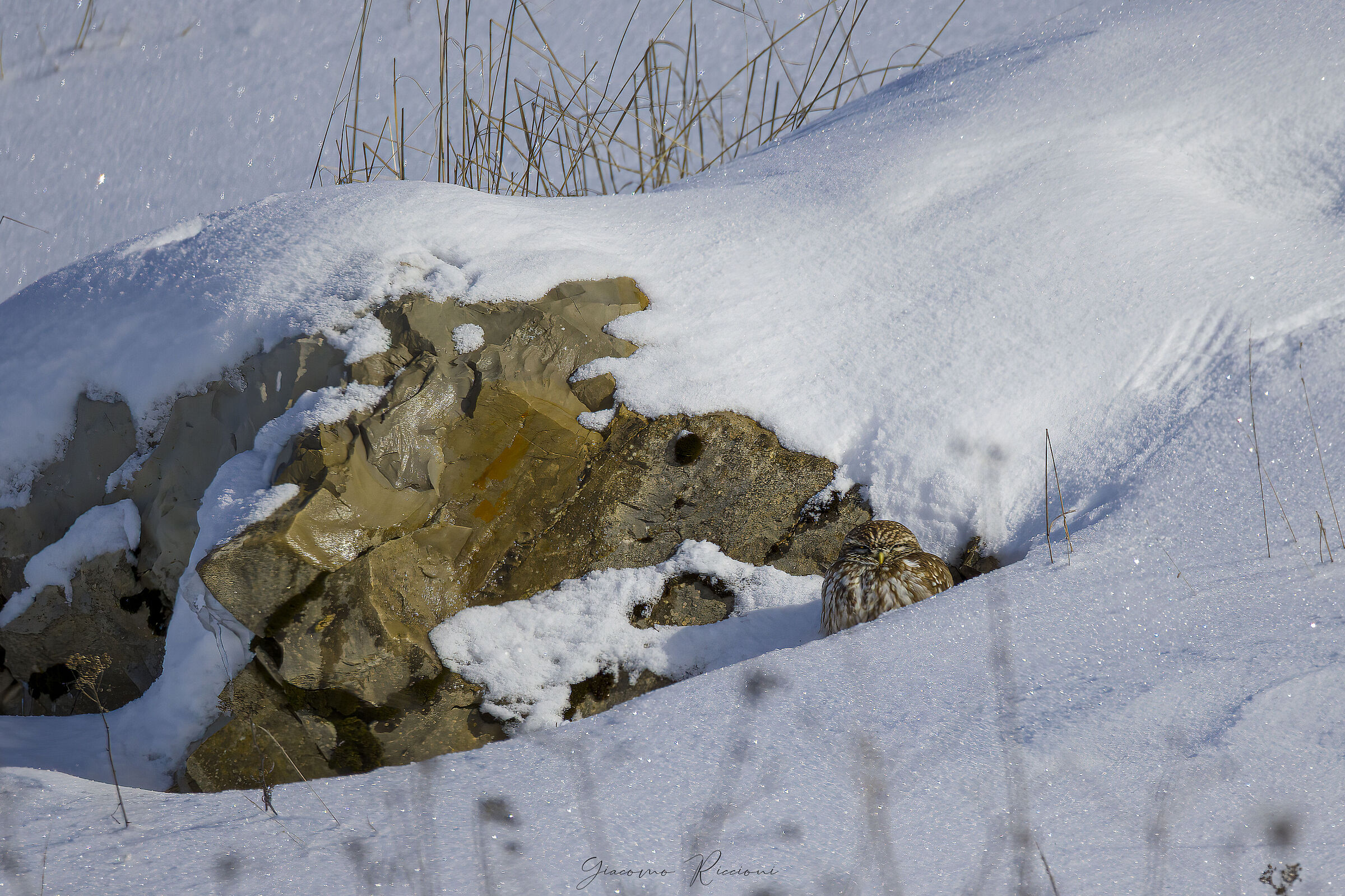 Civetta-Athene noctua