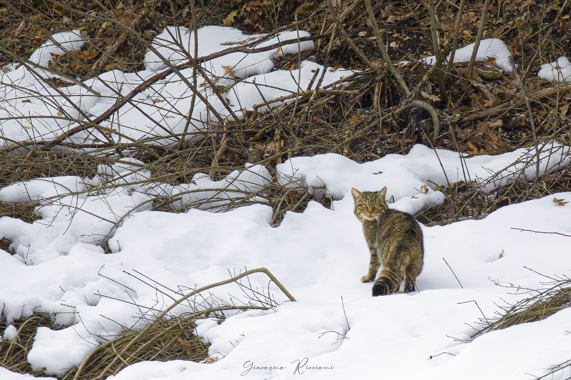 Gatto selvatico-Felis silvestris