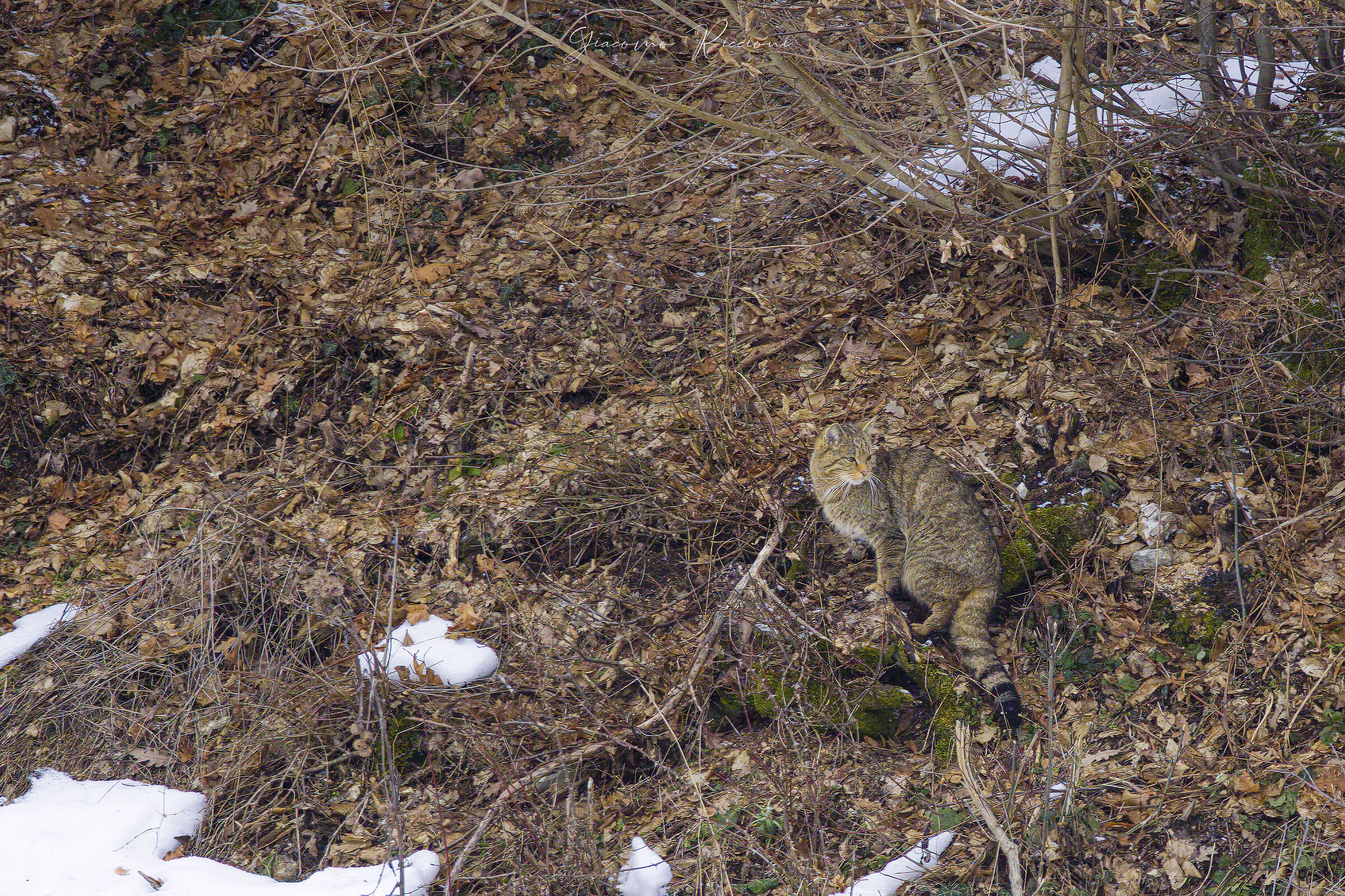 Gatto selvatico-Felis silvestris
