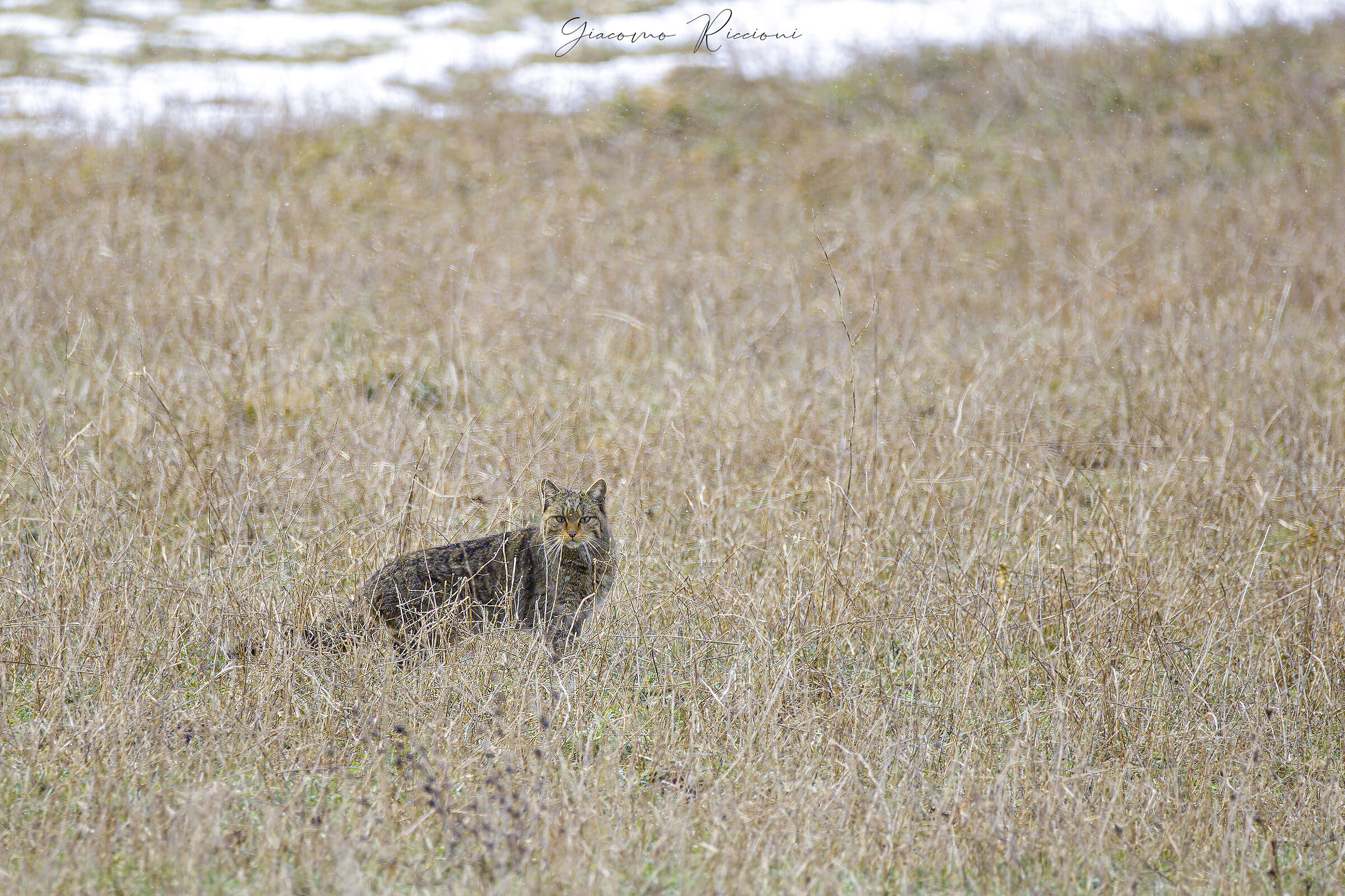 Gatto selvatico-Felis silvestris