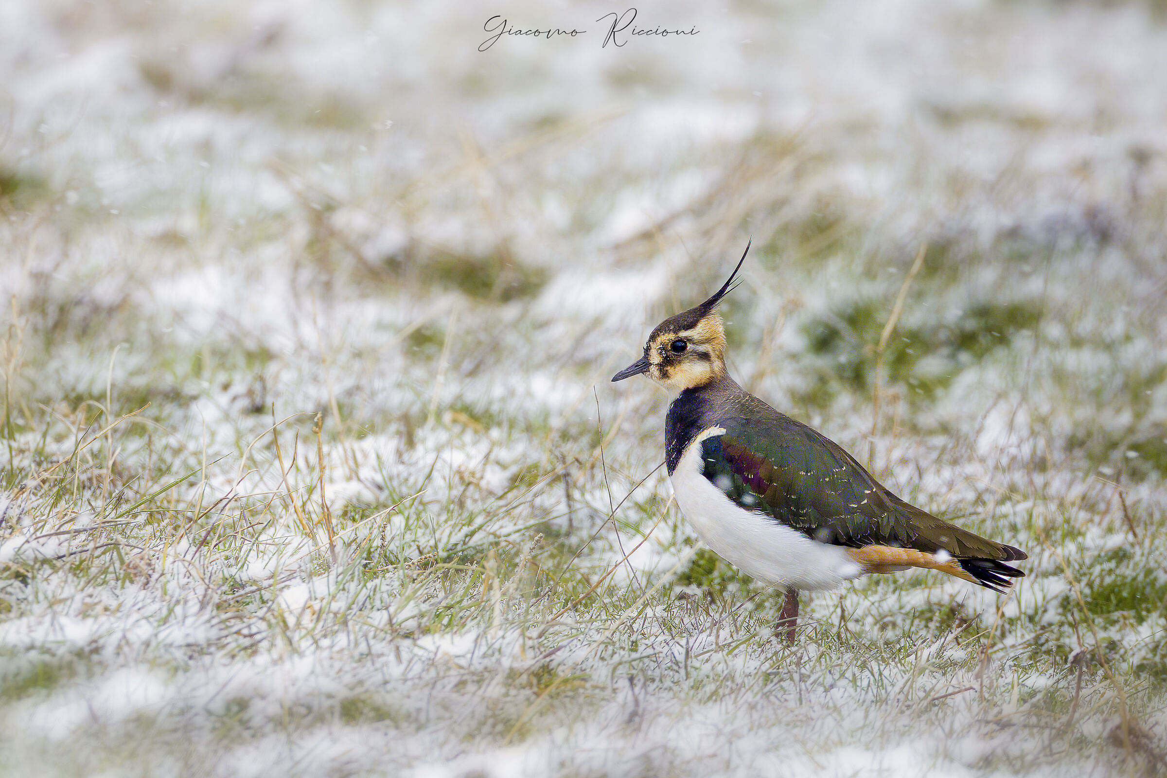 Pavoncella-Vanellus vanellus