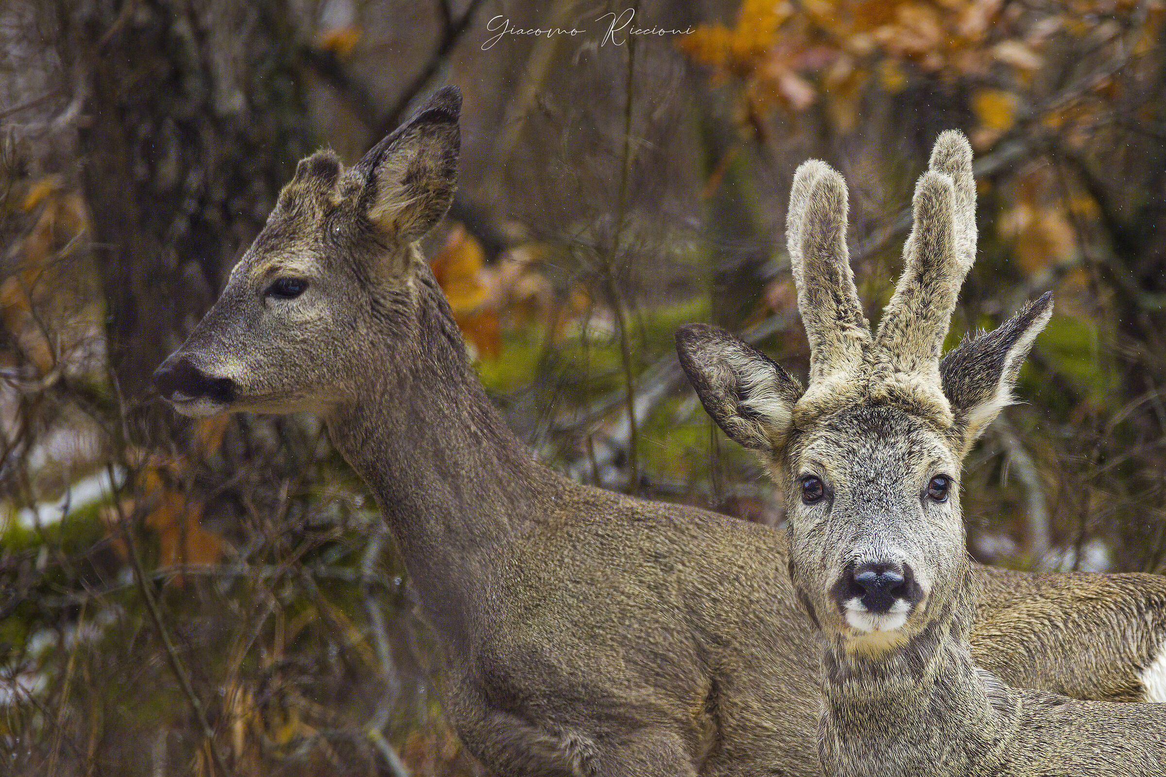 Capriolo-Capreolus capreolus