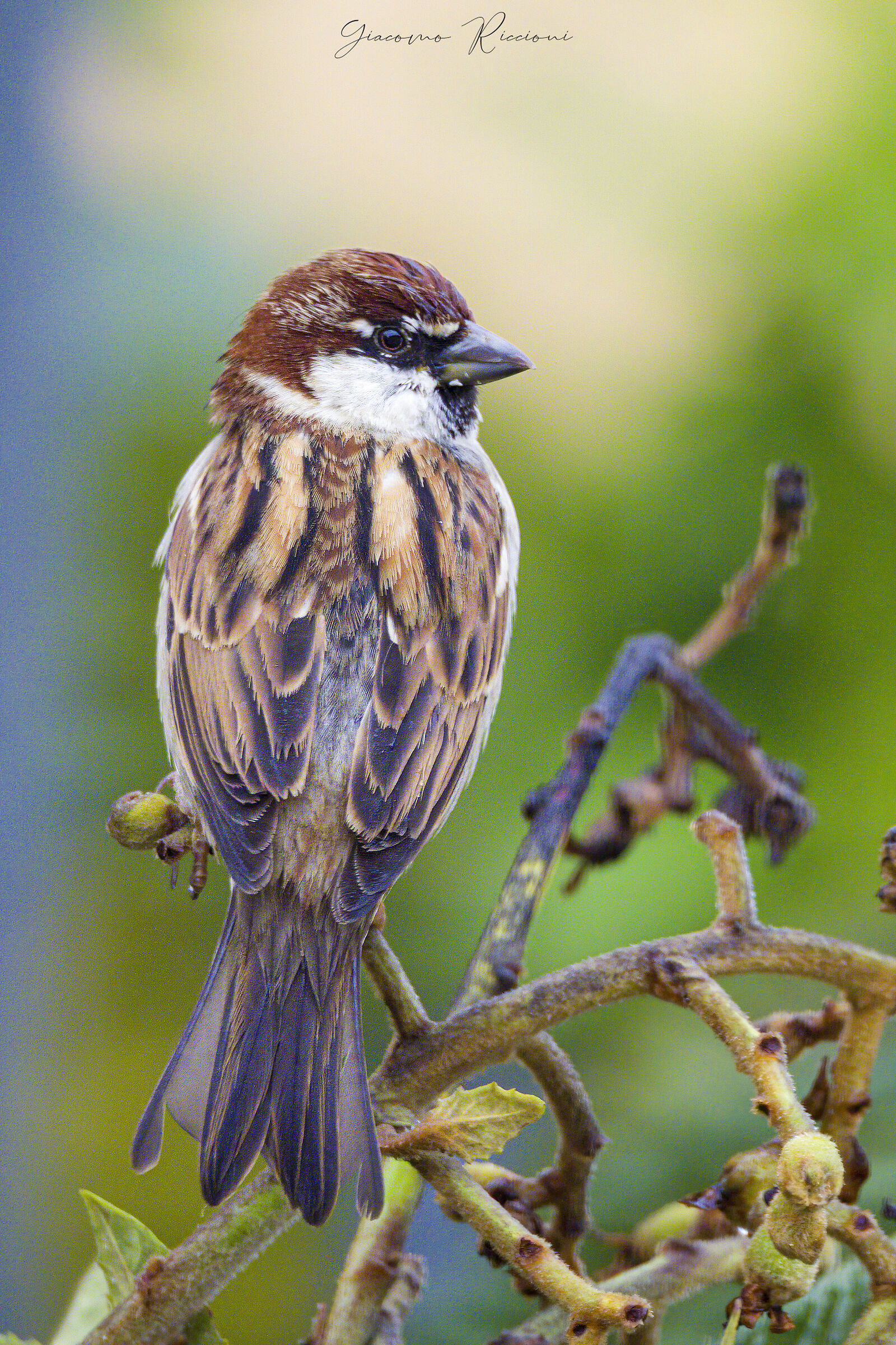 Passera D'Italia-Passer italiae