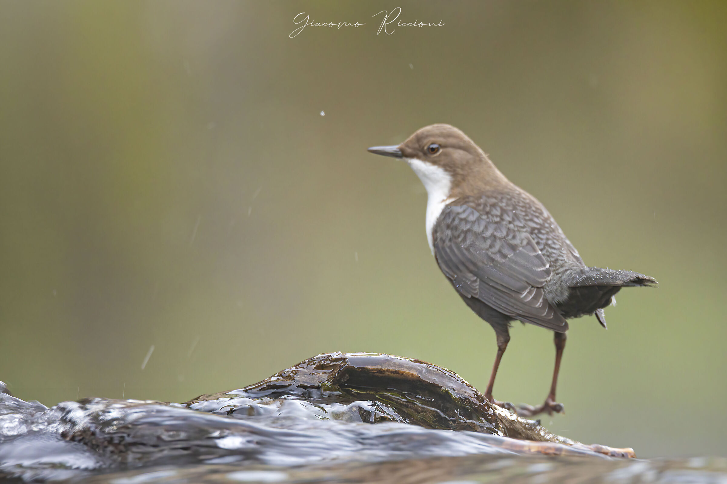 Merlo acquaiolo-Cinclus cinclus