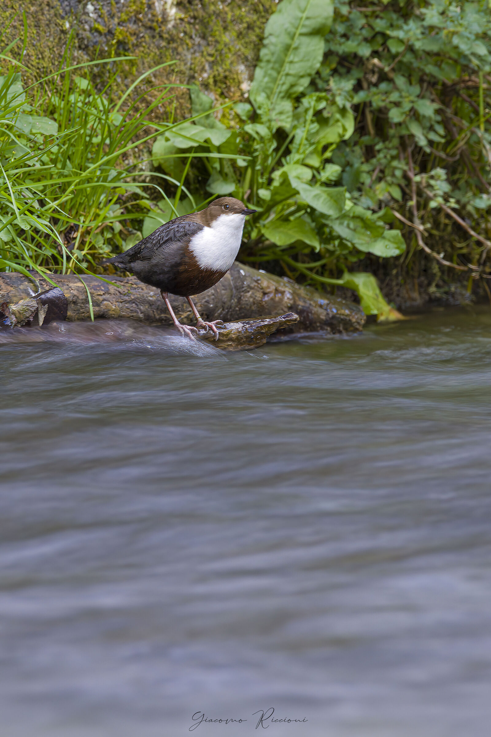 Merlo acquaiolo-Cinclus cinclus