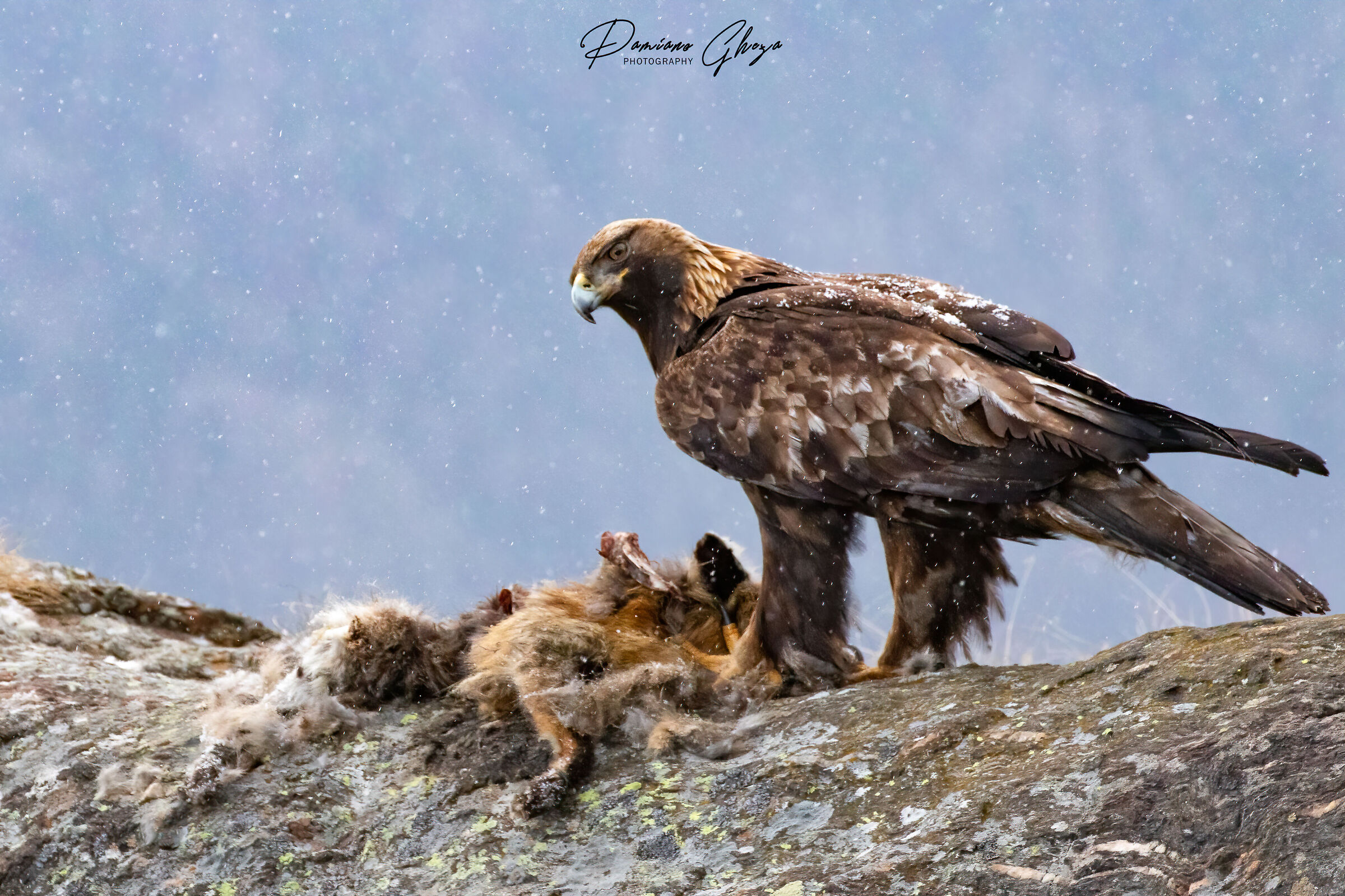 Aquila reale