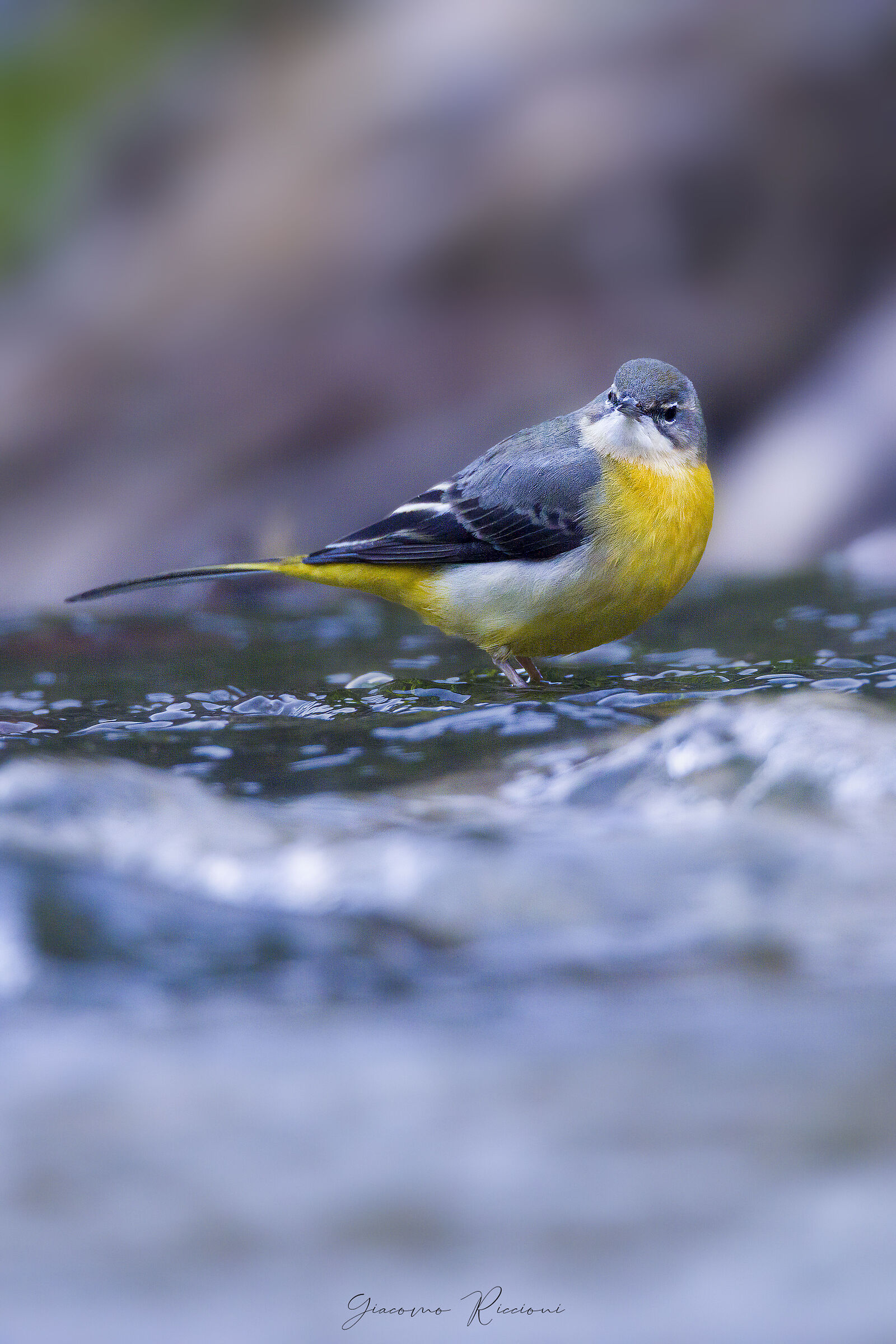 Ballerina Gialla-Motacilla cinerea