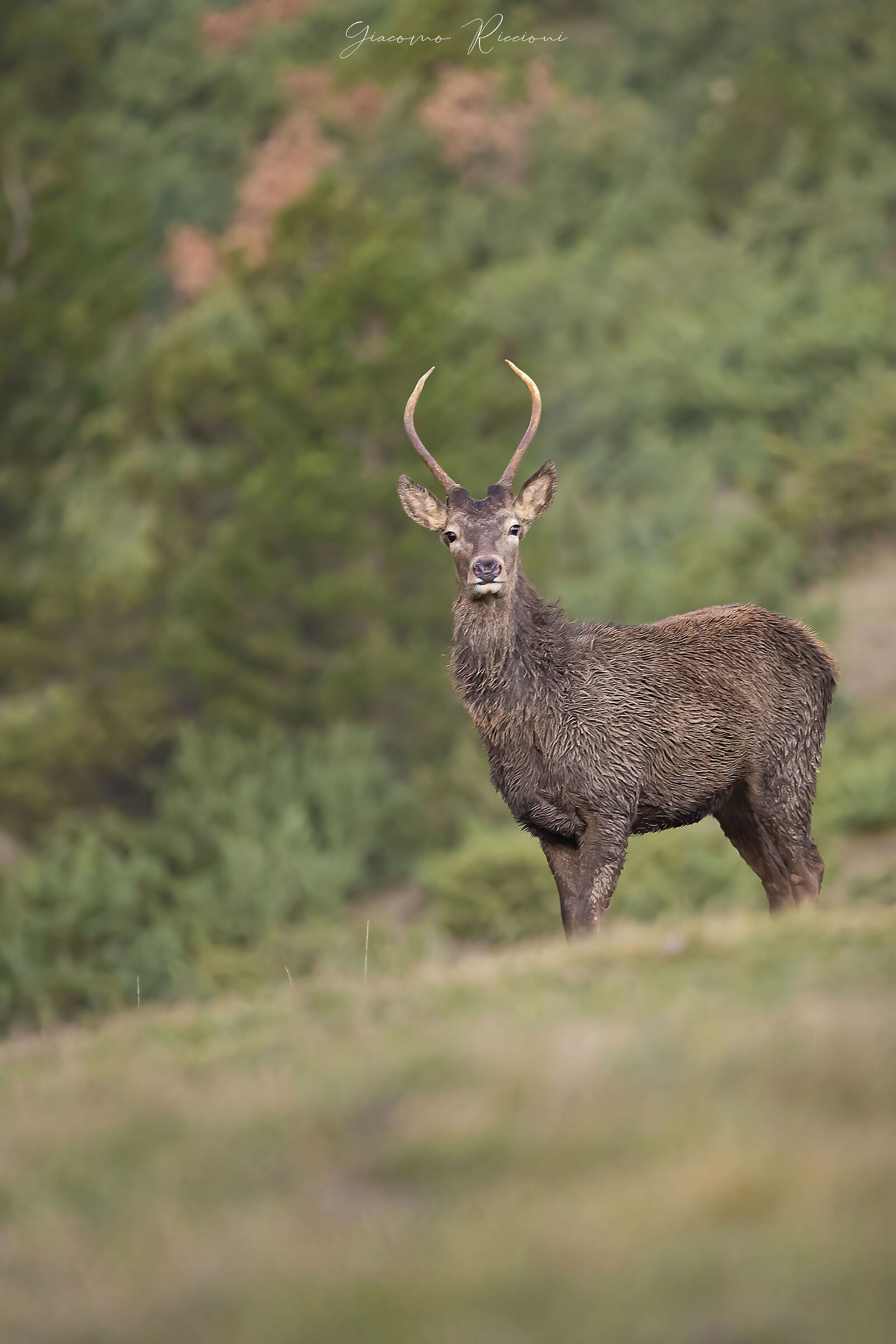 Cervo nobile fusone-Cervus elaphus
