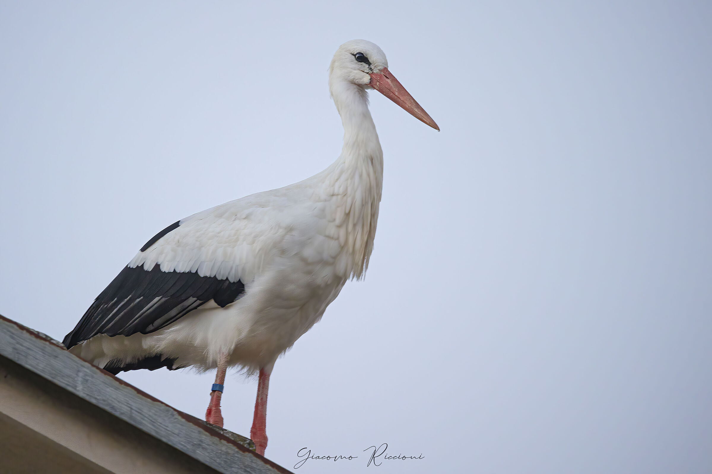 Cicogna-Ciconia ciconia