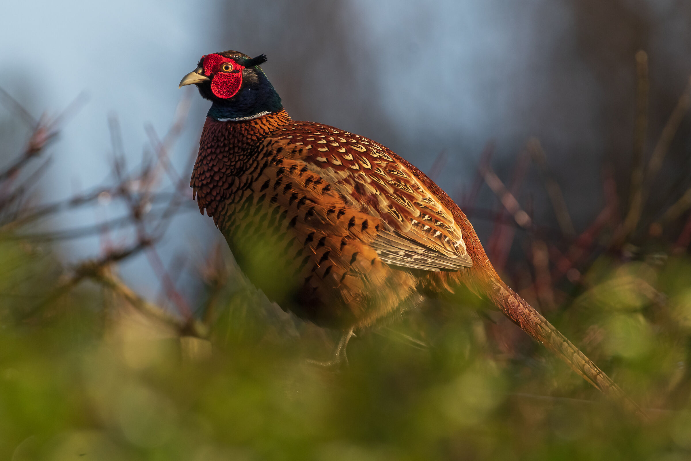 Pheasant