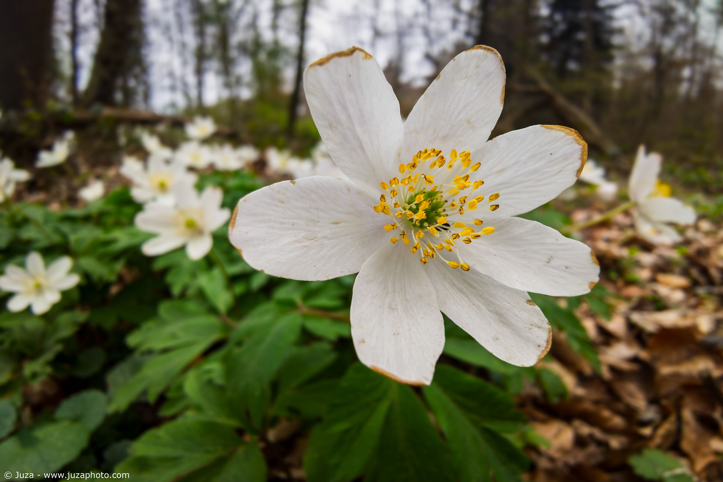 Anemonoides nemorosa