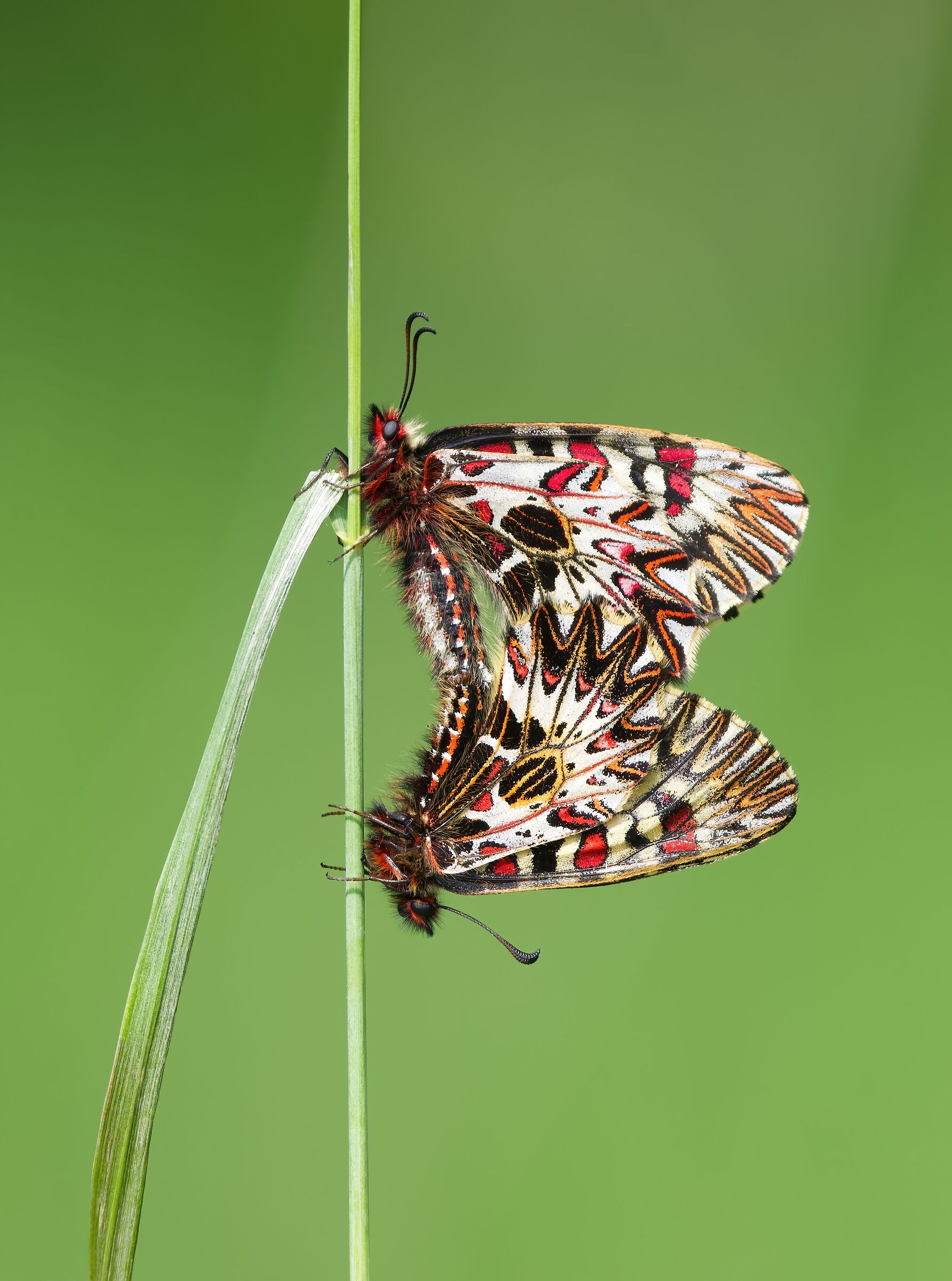 Zerynthia cassandra