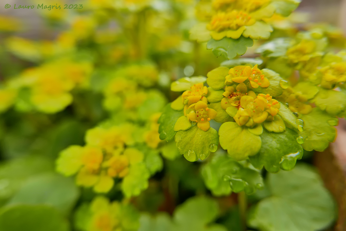 Chrysos Plenium