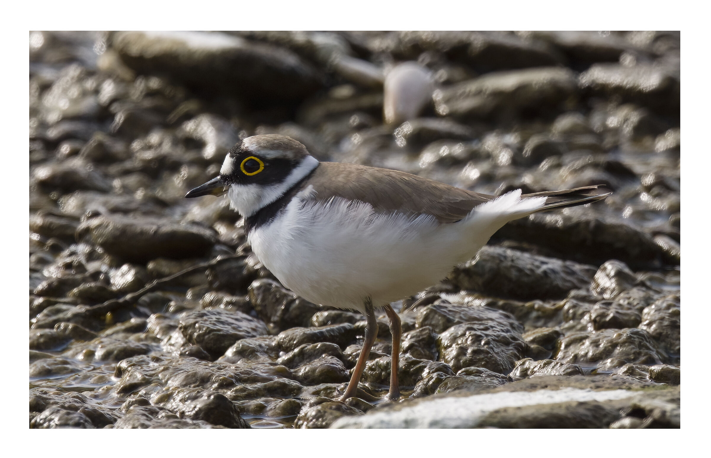 little ringed plover