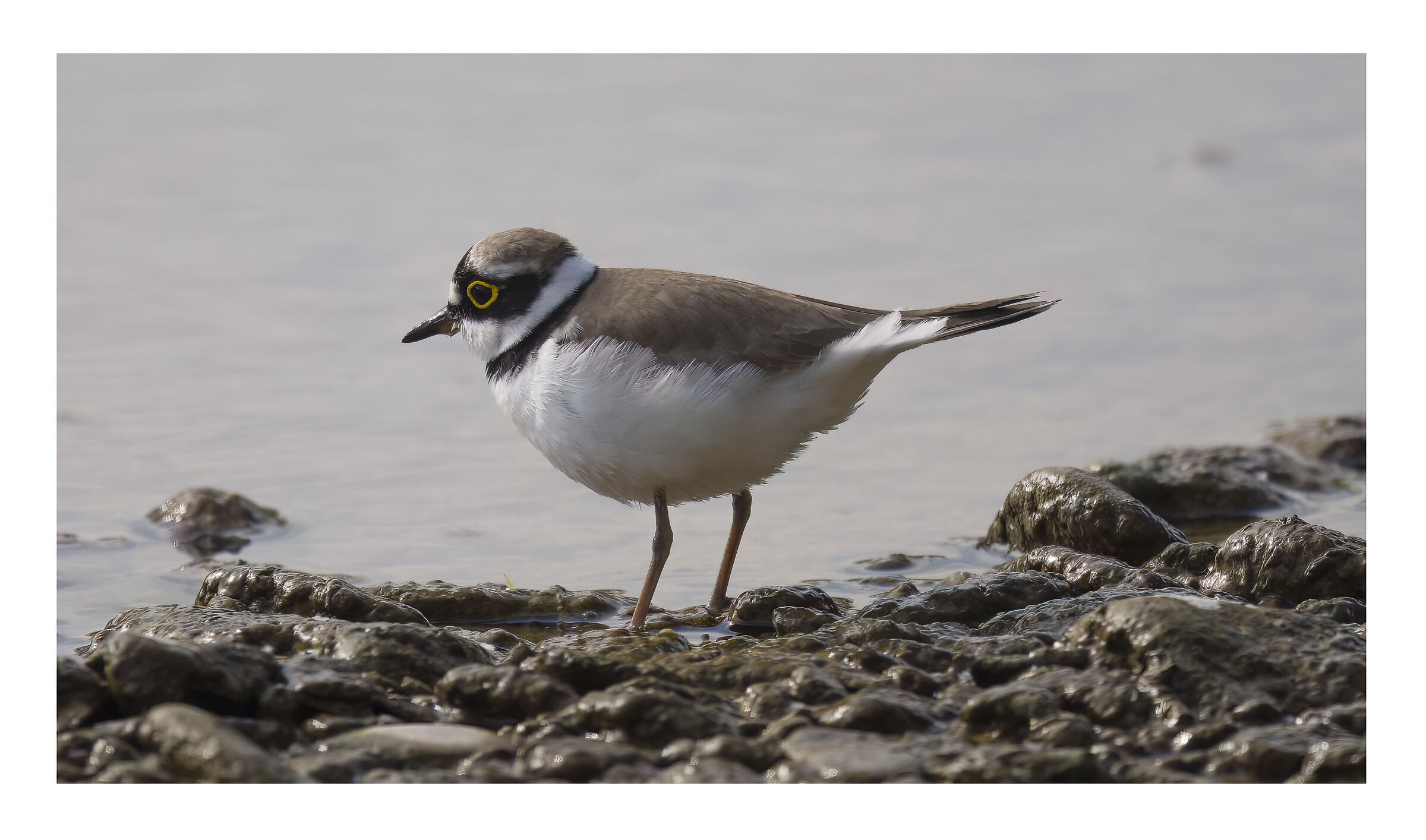 little ringed plover