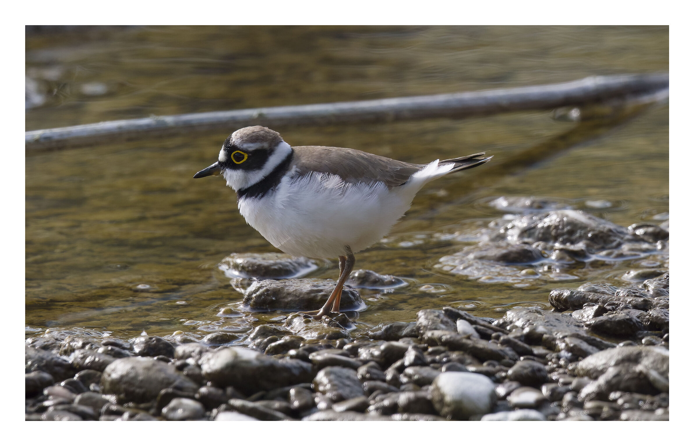 little ringed plover