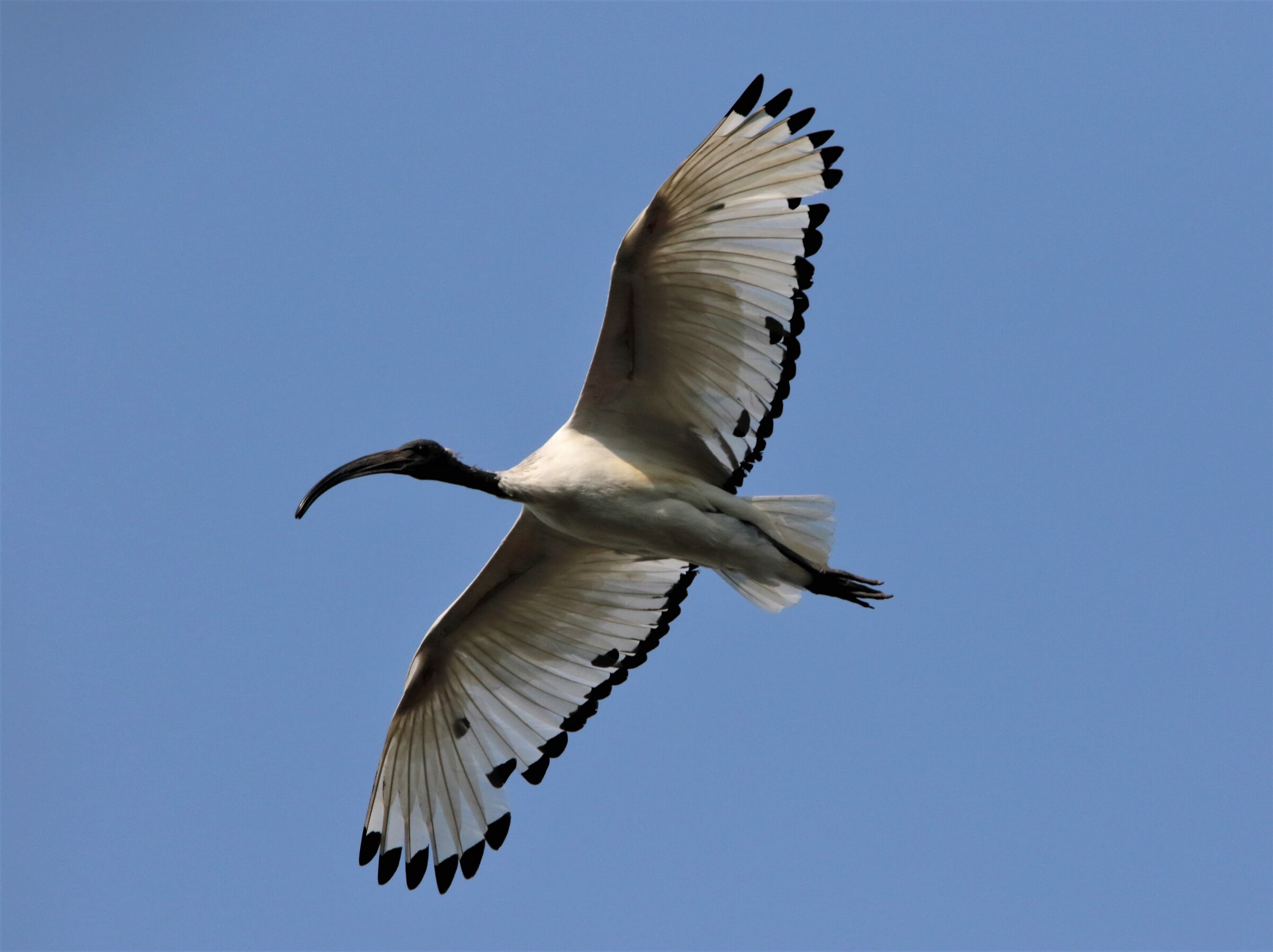 ibis