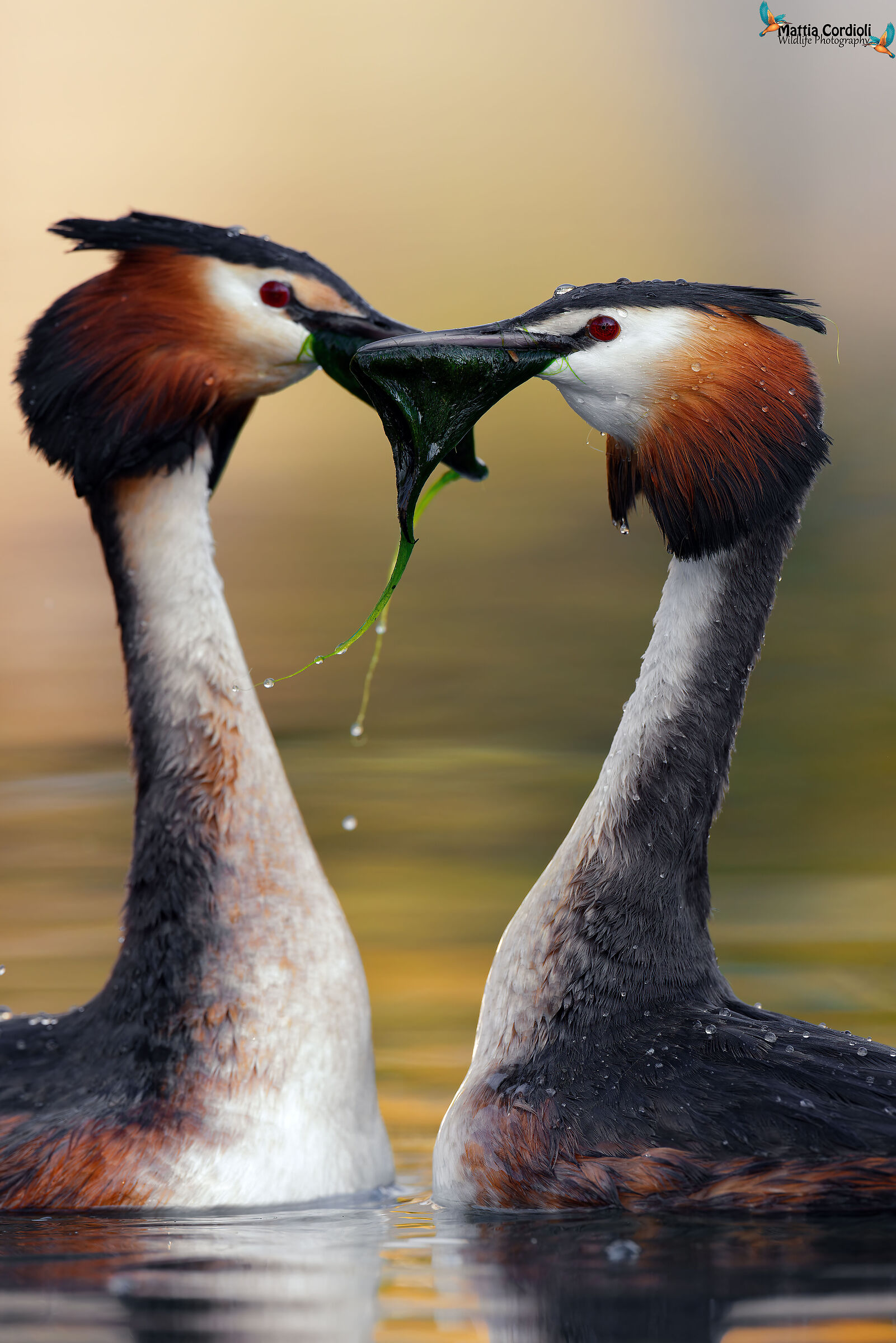 Grebes in Love