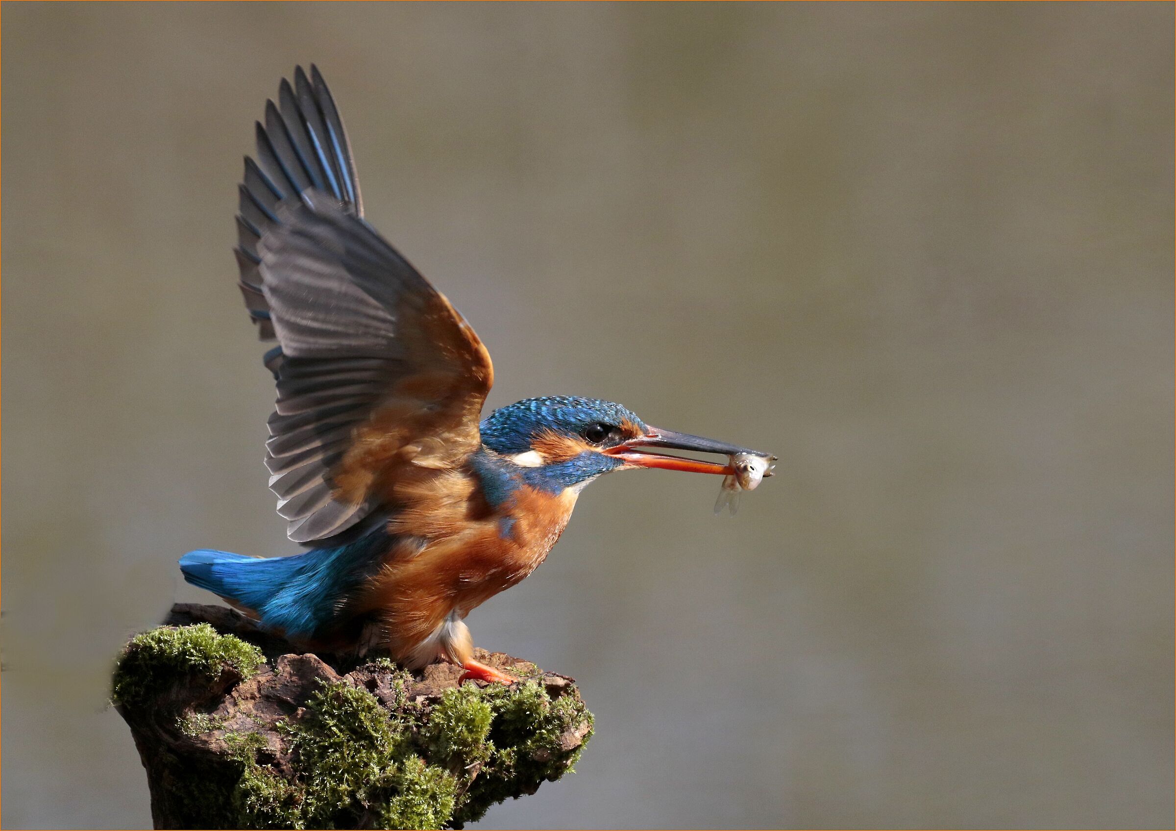 '' The Queen of the Roost ''