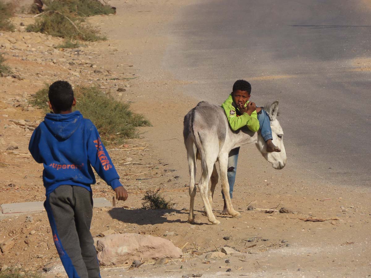 Here's how to hold a donkey without a rope