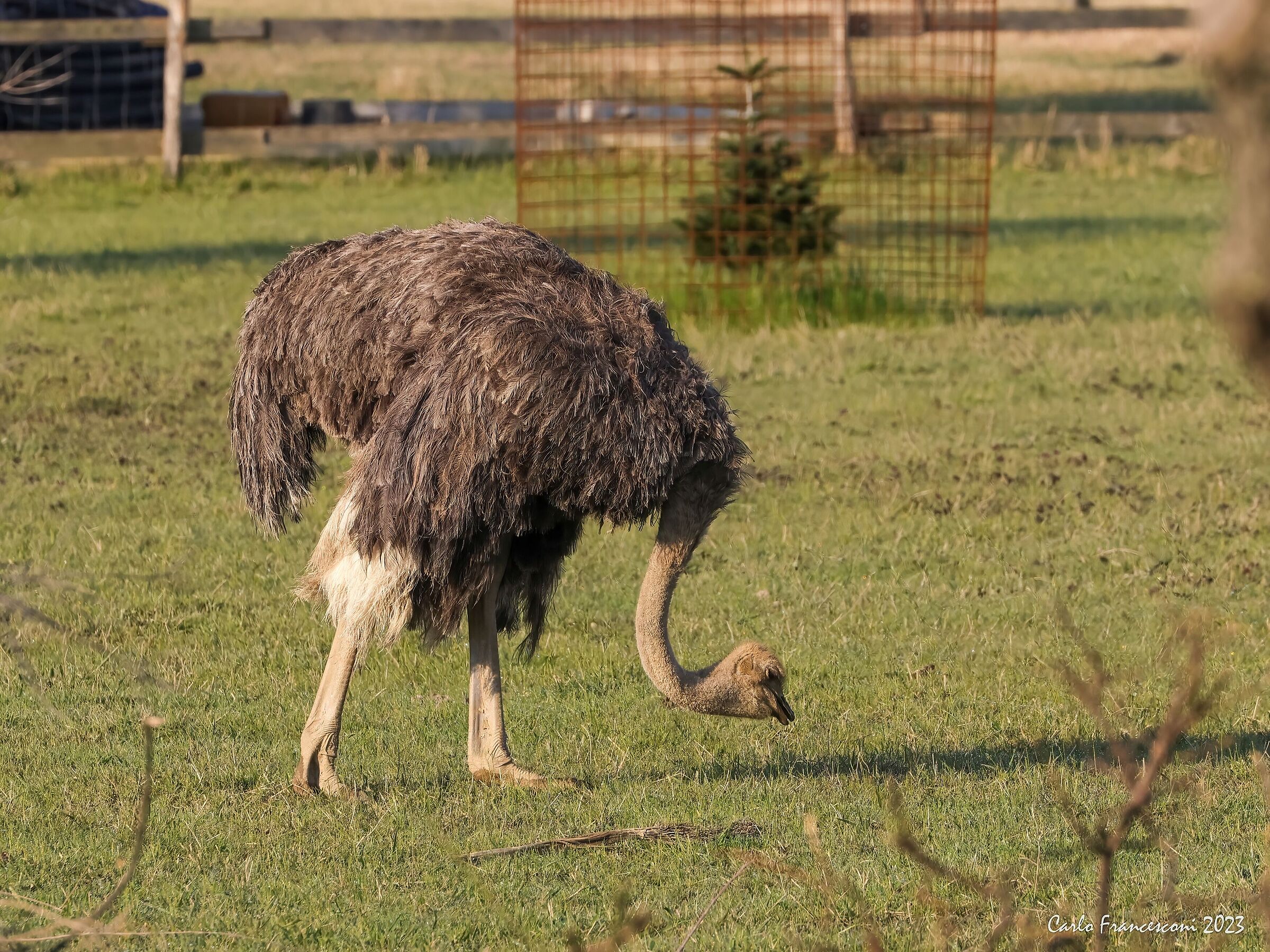 Struzzi a Pietrasanta