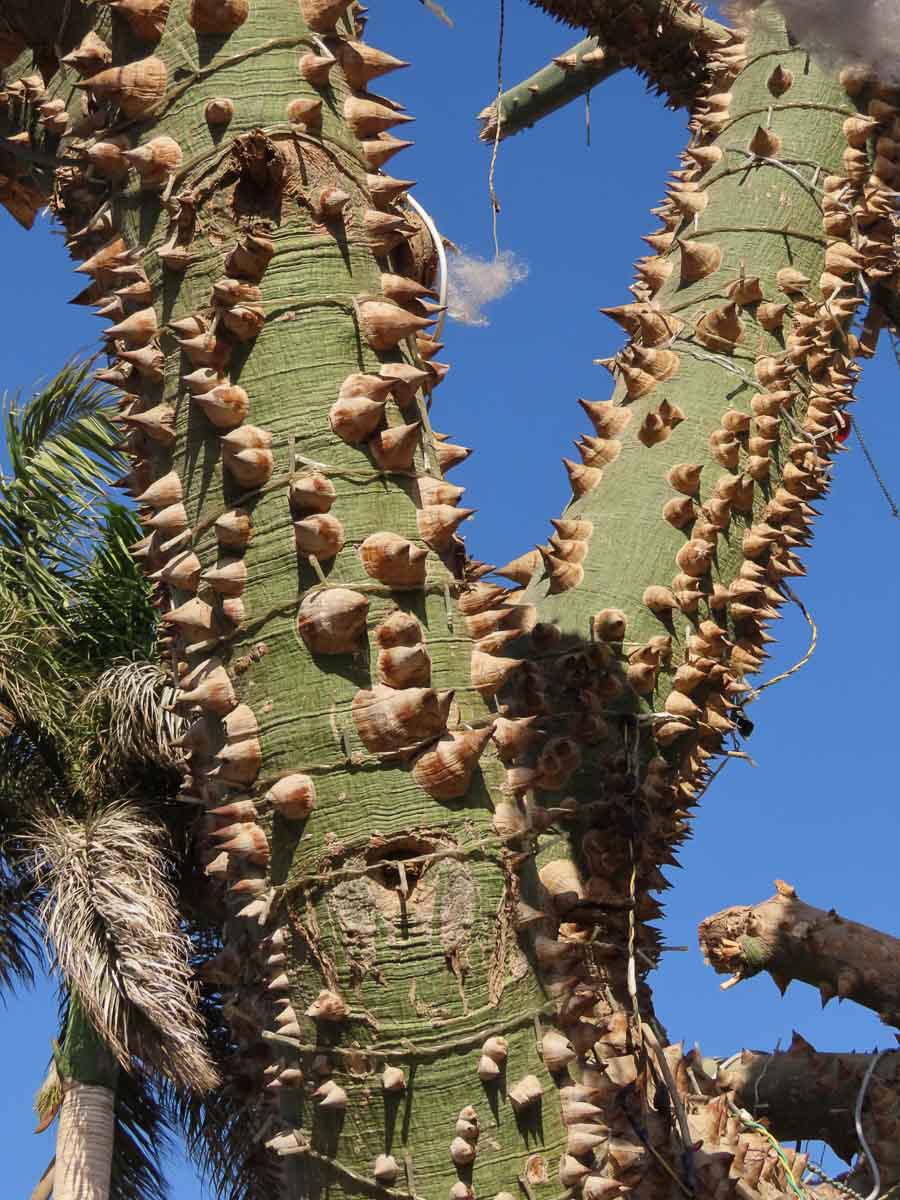 Spiny trunk
