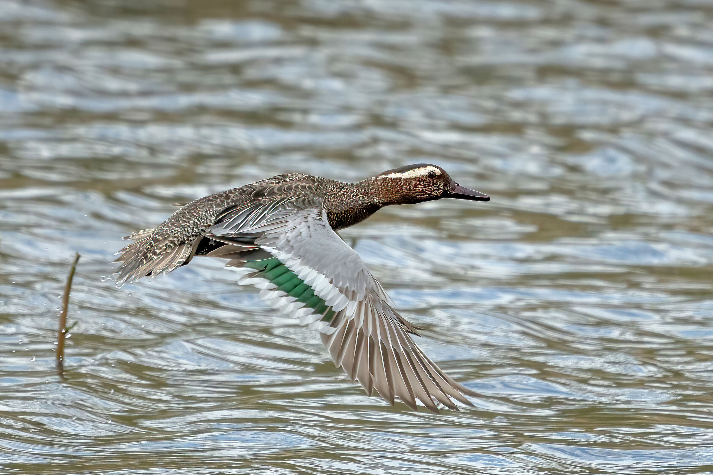 Garganey (Anas querquedula)